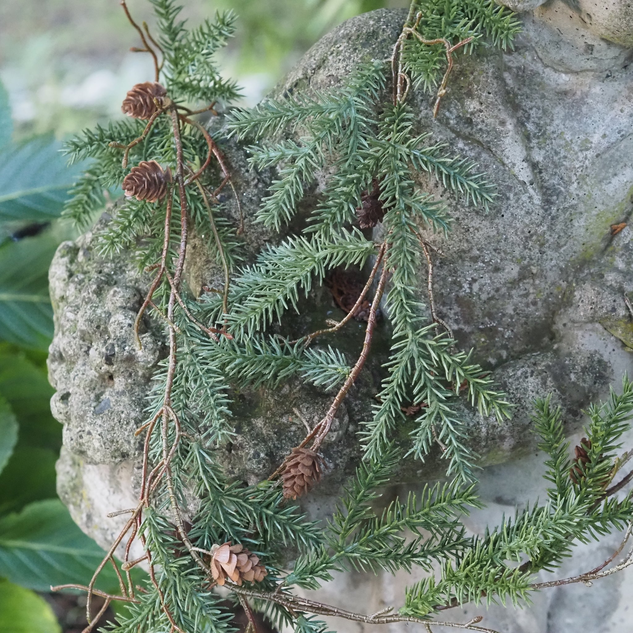 SAISON-DECOR-Kieferngirlande