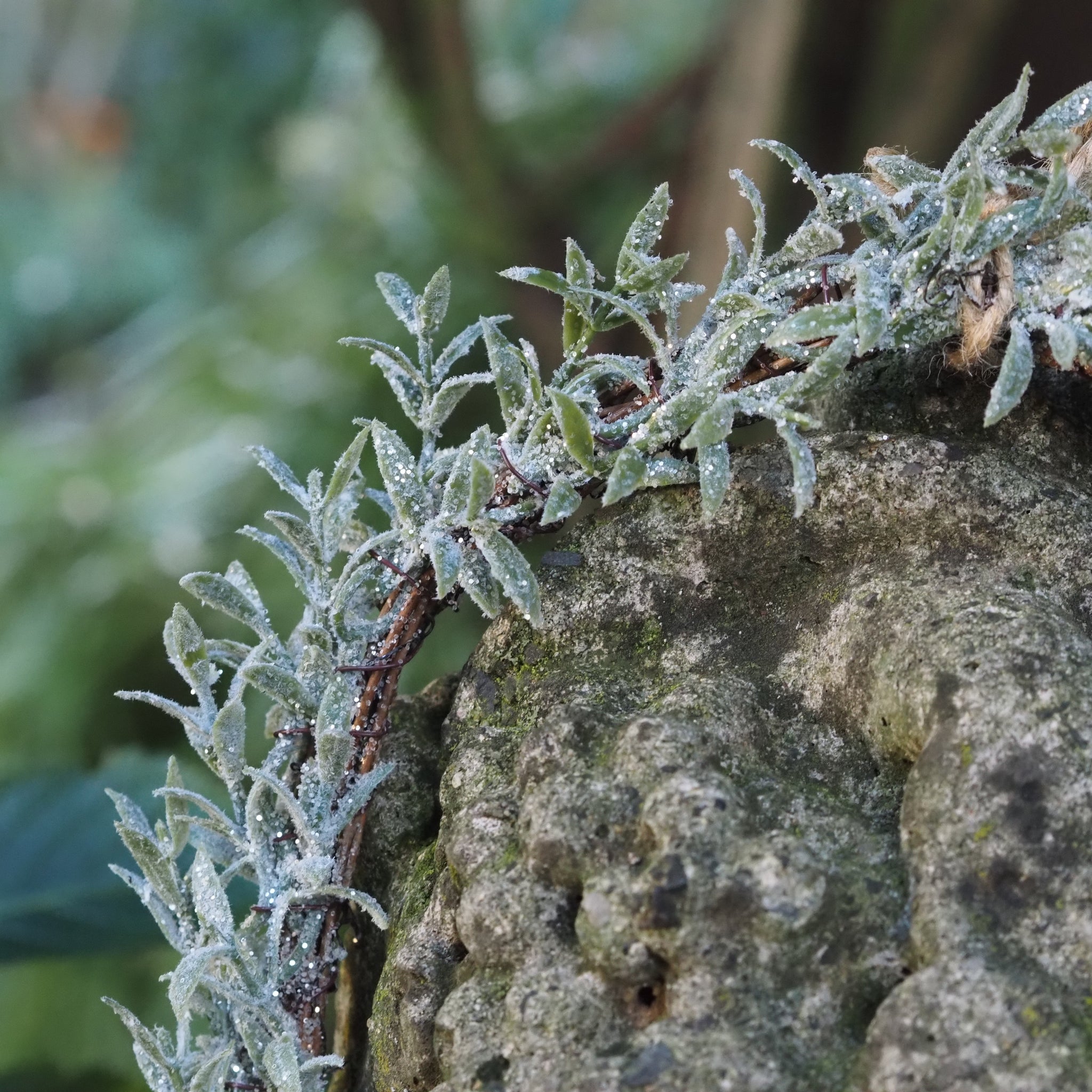 SAISON-DECOR-Frostkranz