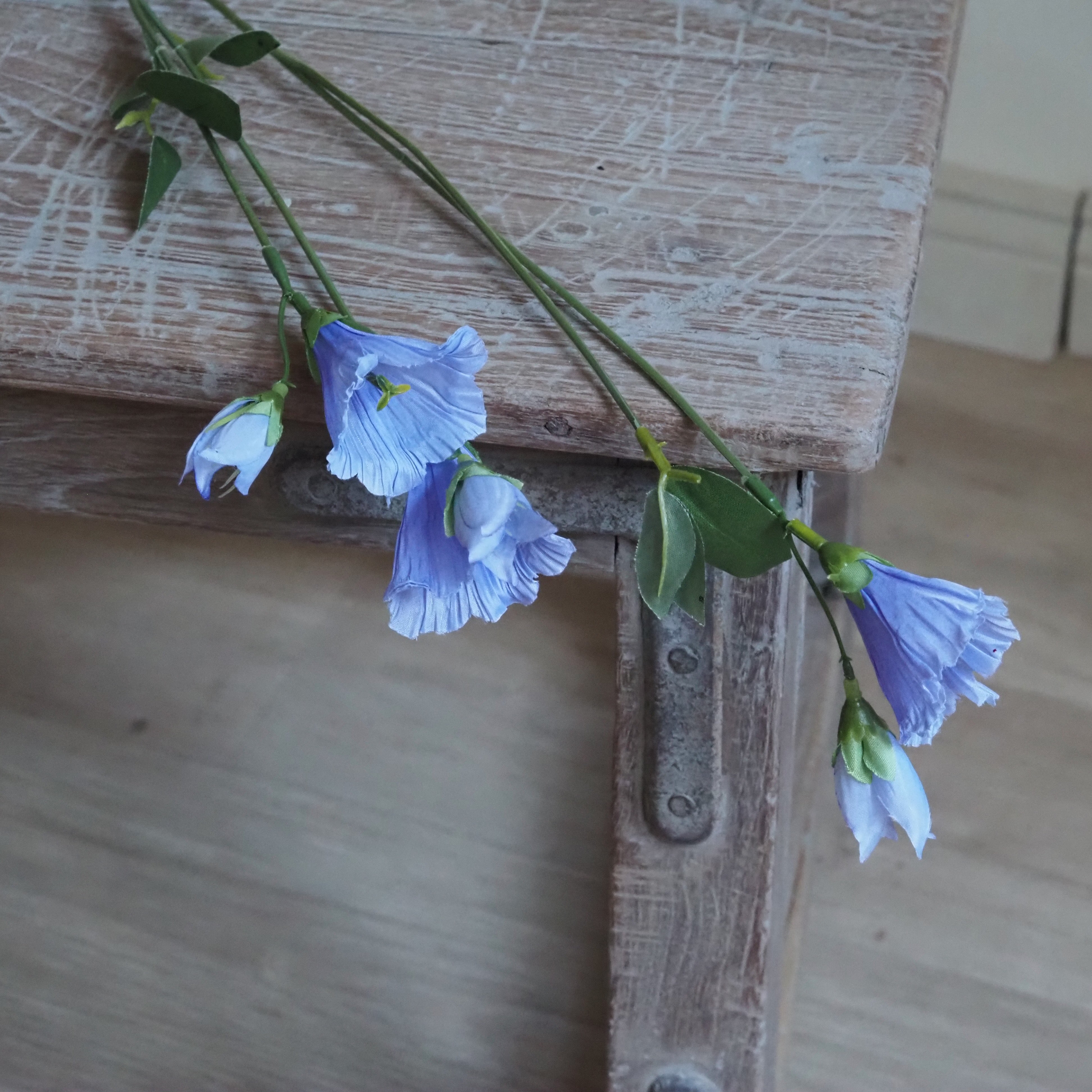 Glockenblume Hellblau · Campanula Stiel mit Glockenblüten in Lavendelblau 60 cm