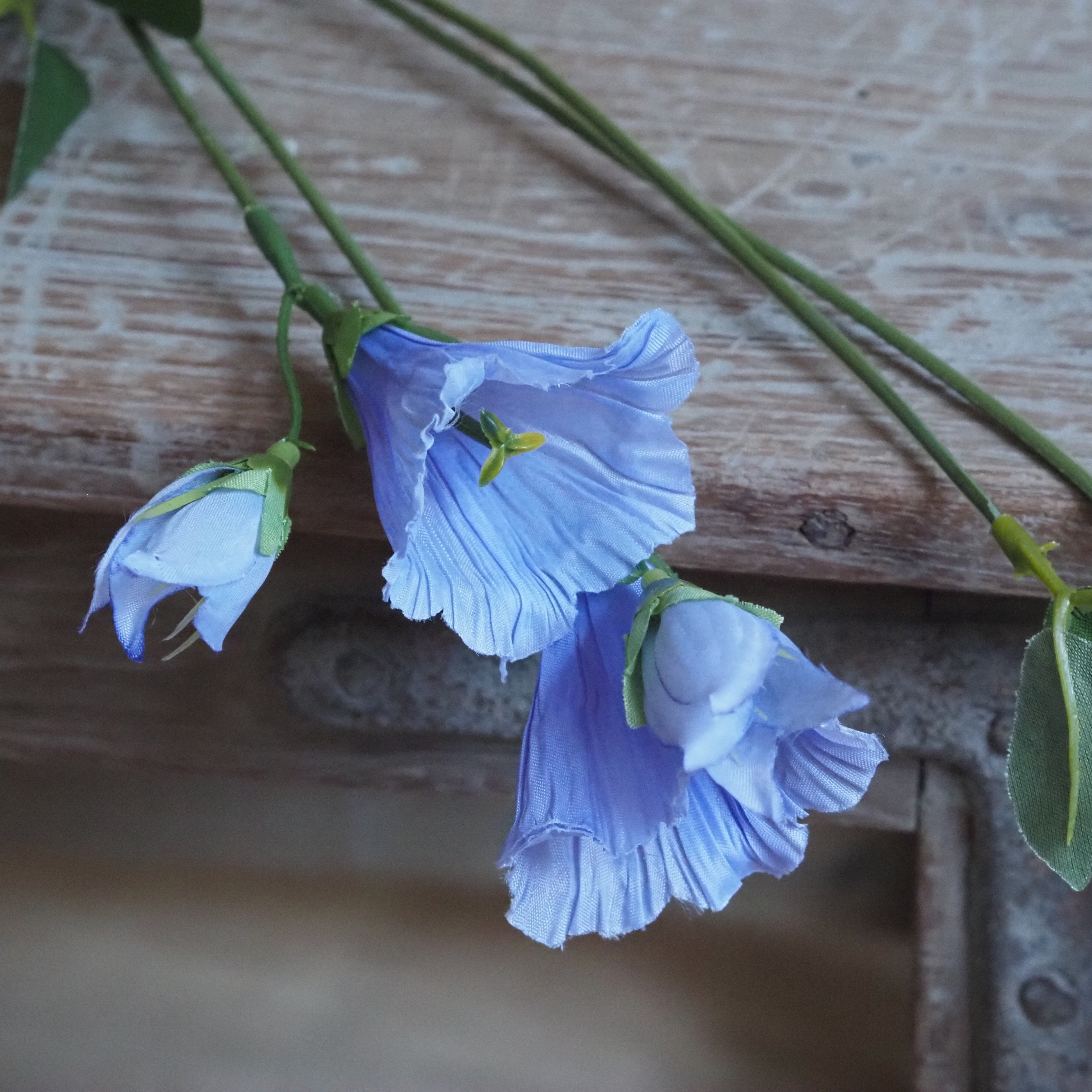 Glockenblume Hellblau · Campanula Stiel mit Glockenblüten in Lavendelblau 60 cm
