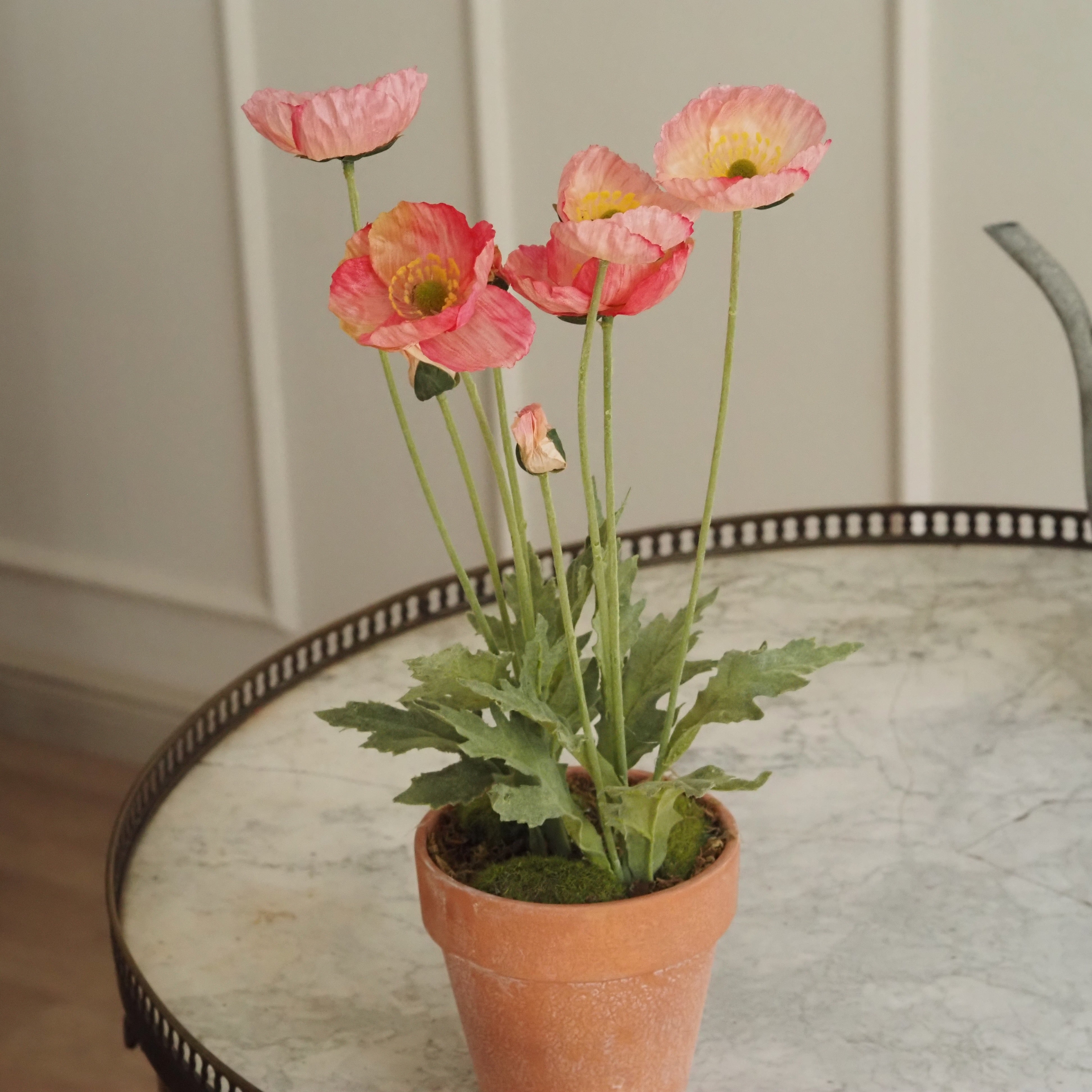 Mohn · Rosa-Korall Mohnblüten im Terrakotta-Topf