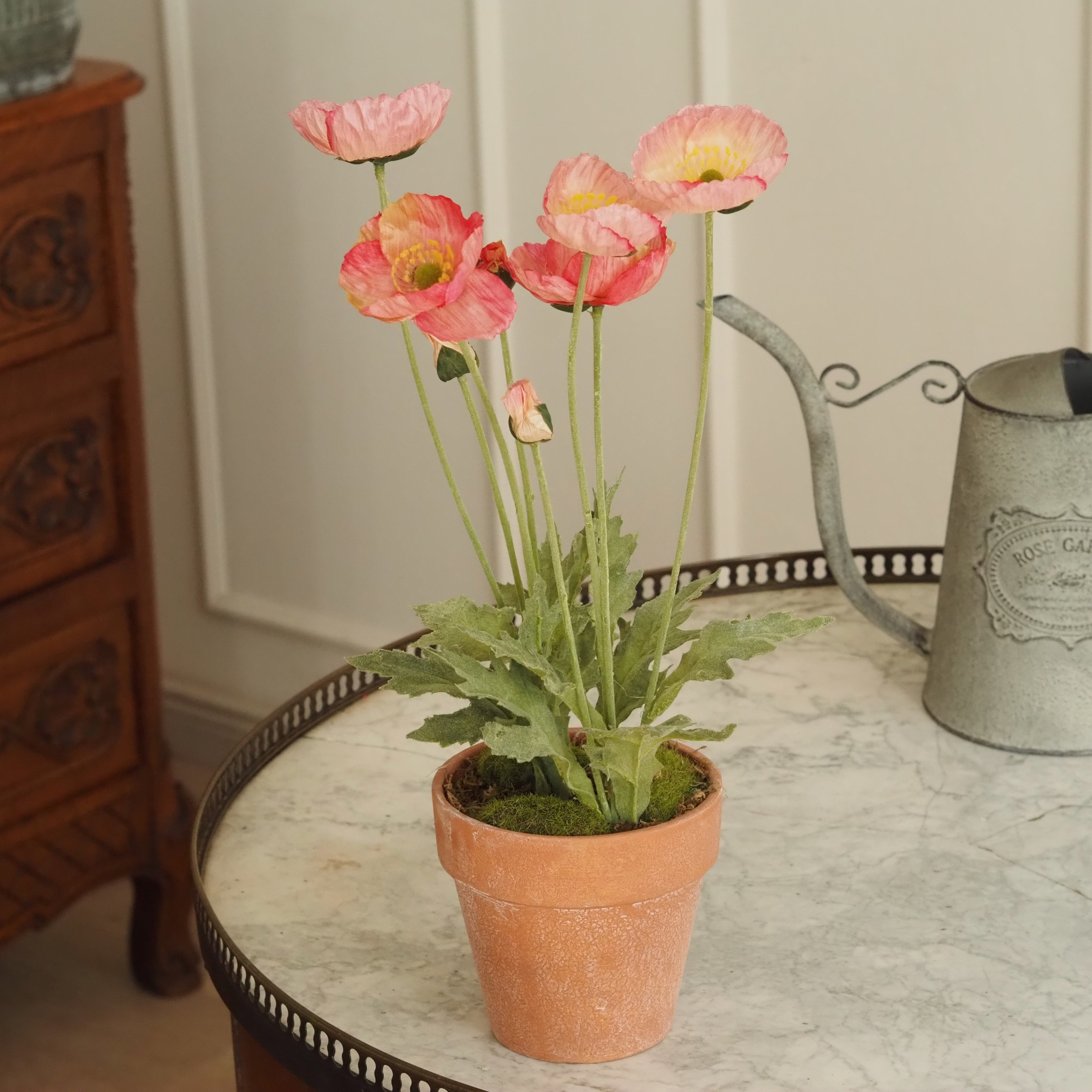 Mohn · Rosa-Korall Mohnblüten im Terrakotta-Topf