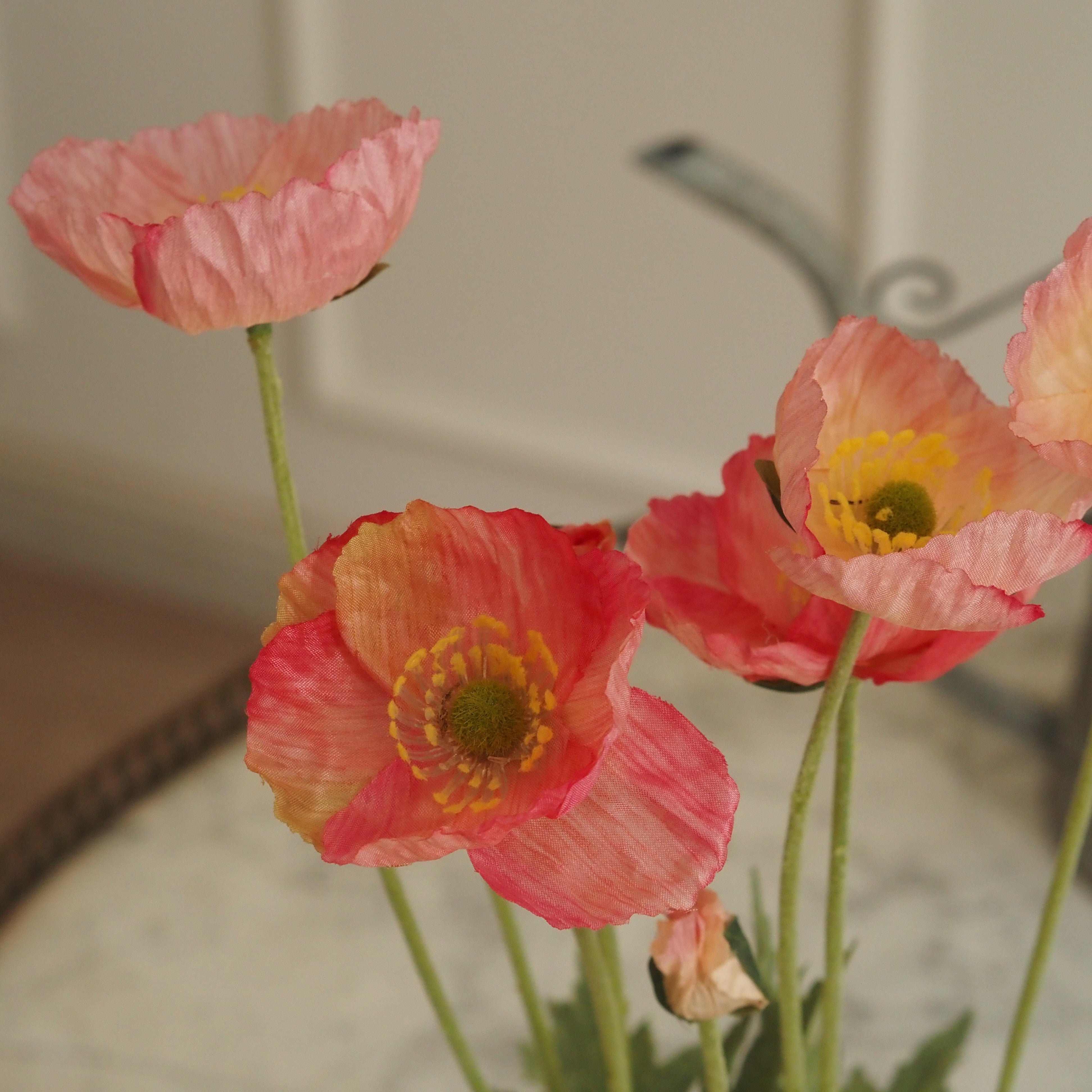 Mohn · Rosa-Korall Mohnblüten im Terrakotta-Topf