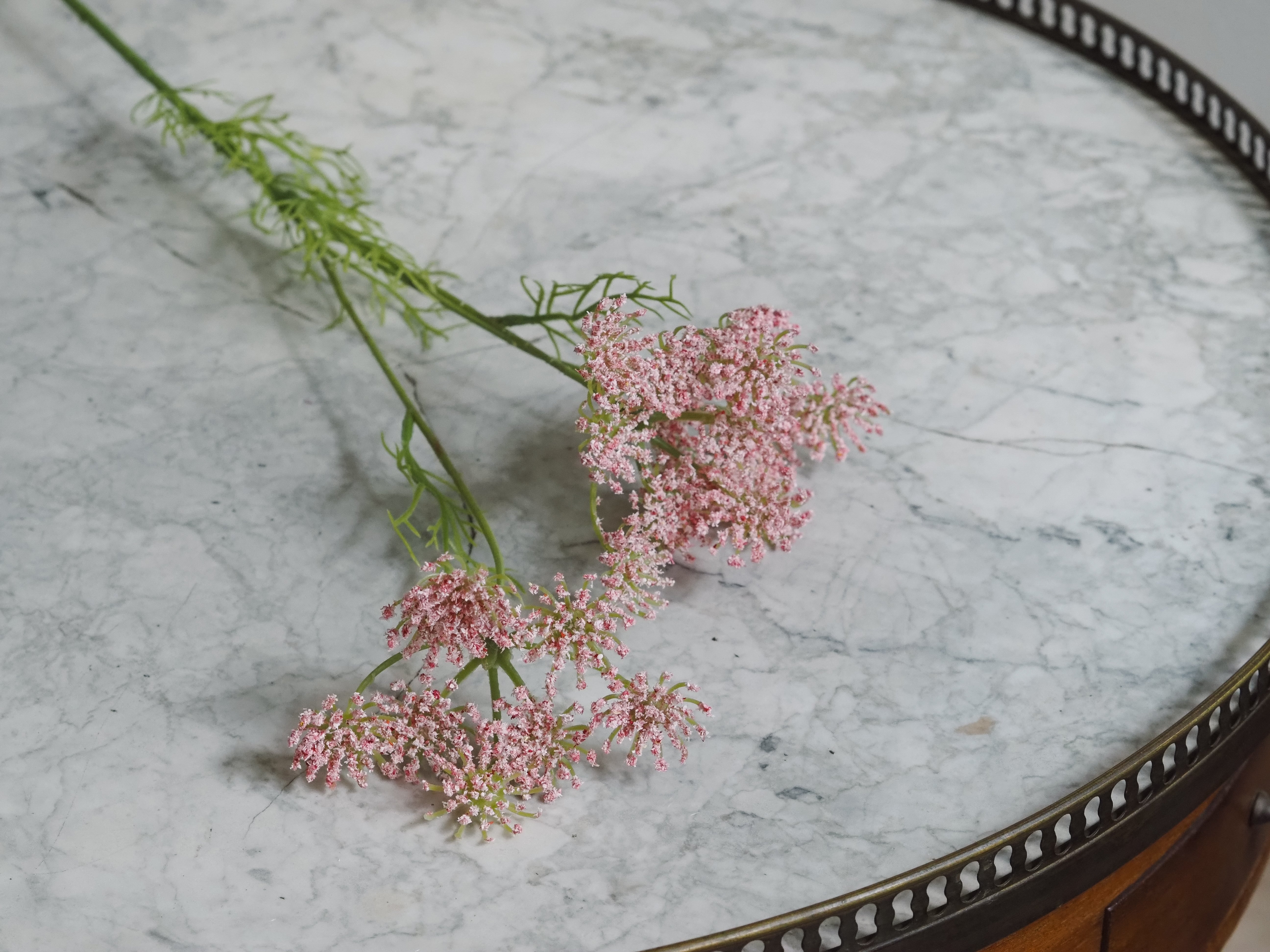 Wilde Möhre Rosa · Filigrane Blütendolde nach botanischem Vorbild
