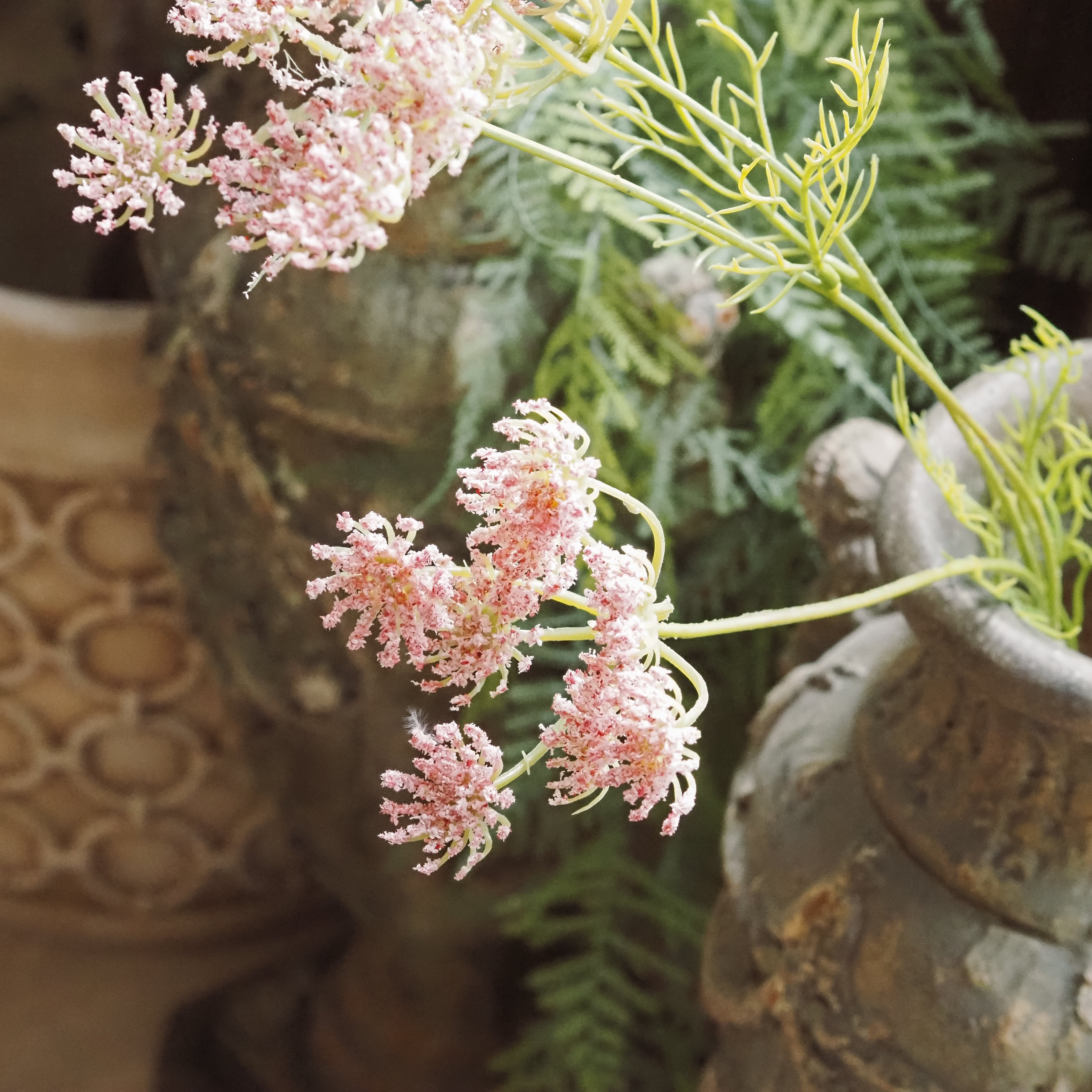 Wilde Möhre Rosa · Filigrane Blütendolde nach botanischem Vorbild