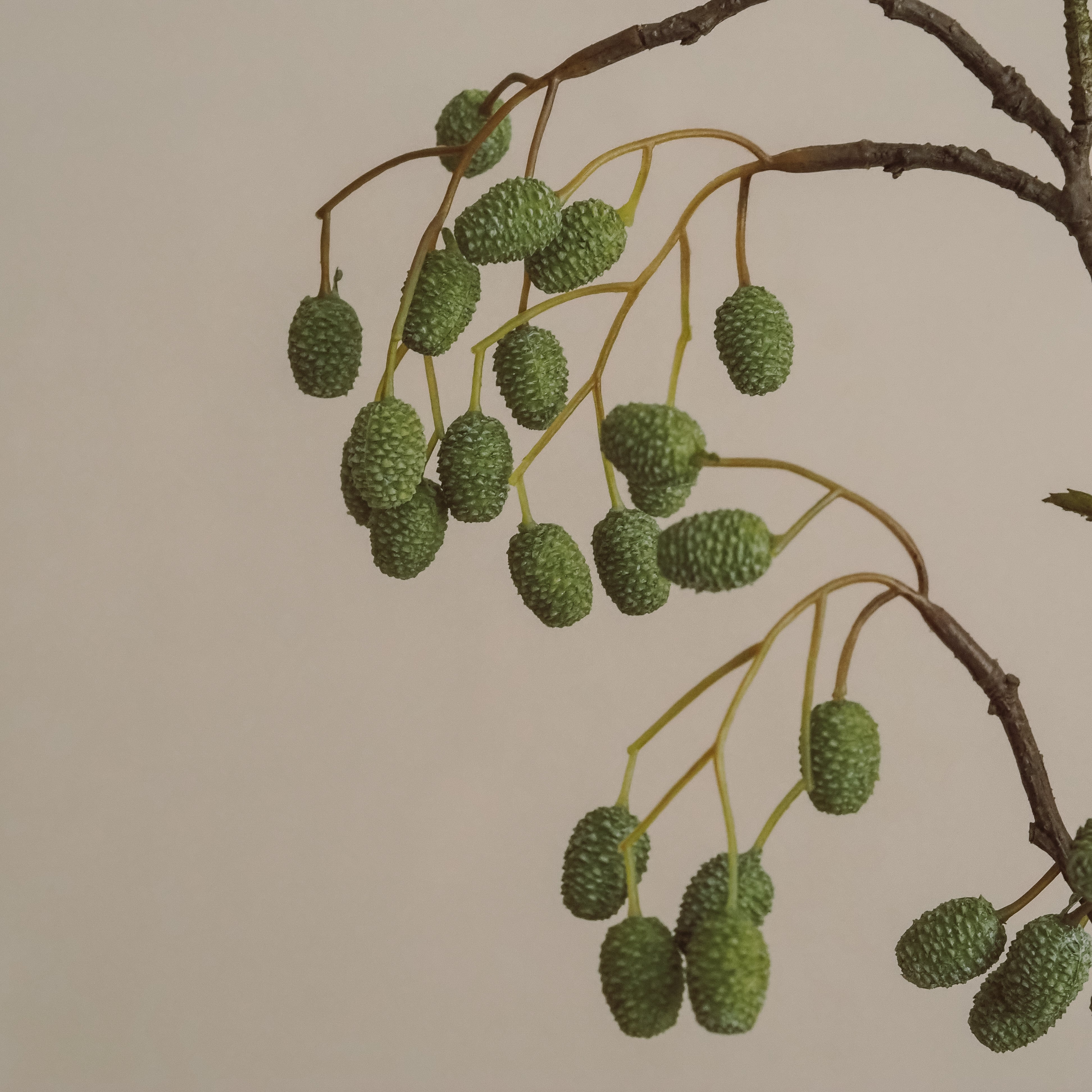 Weidenkätzchenzweig 95 cm · Naturalistische Zweigdekoration in Grün