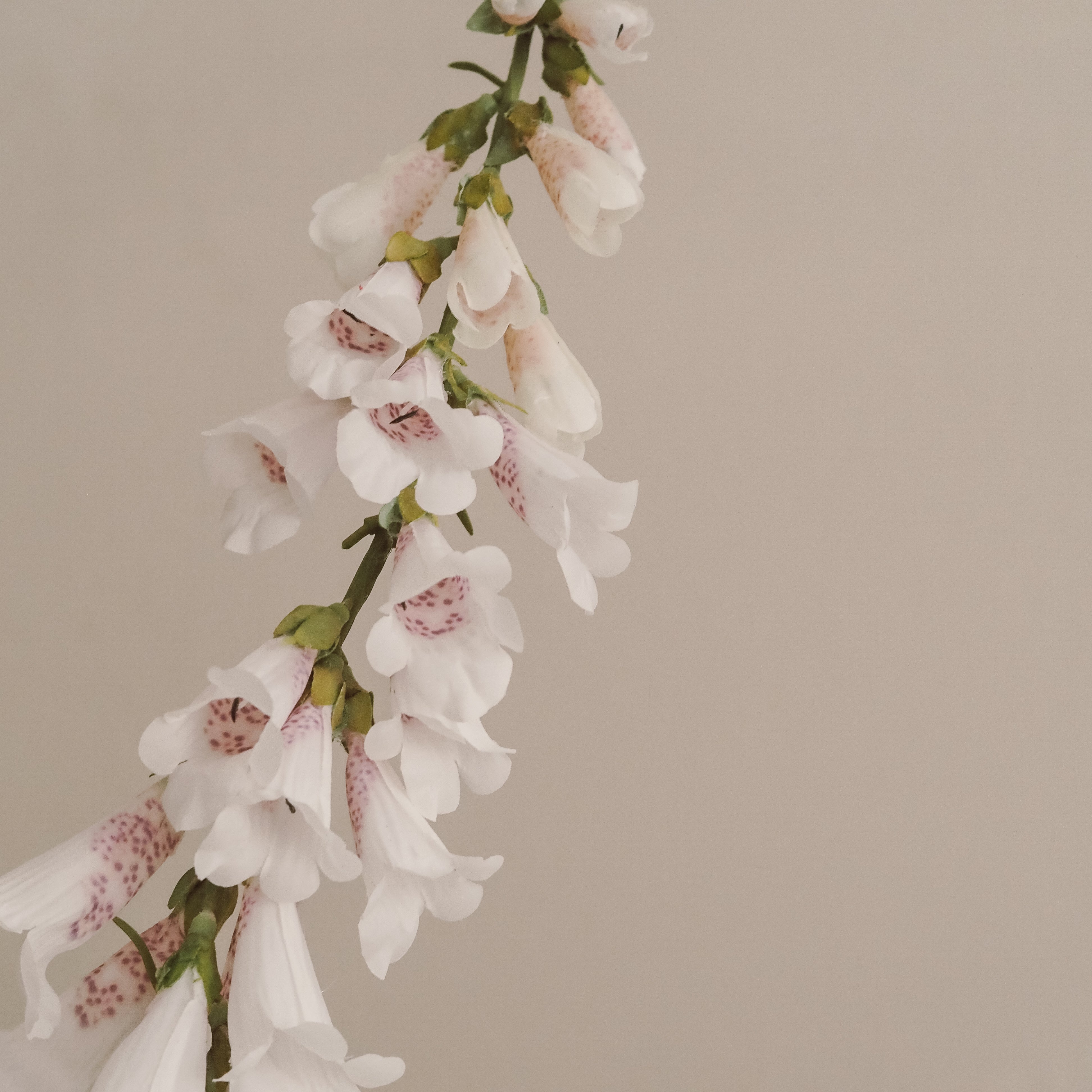 Fingerhut-Stiel Weiß · Gesprenkelte Glockenblüten im Landhausstil, 89 cm
