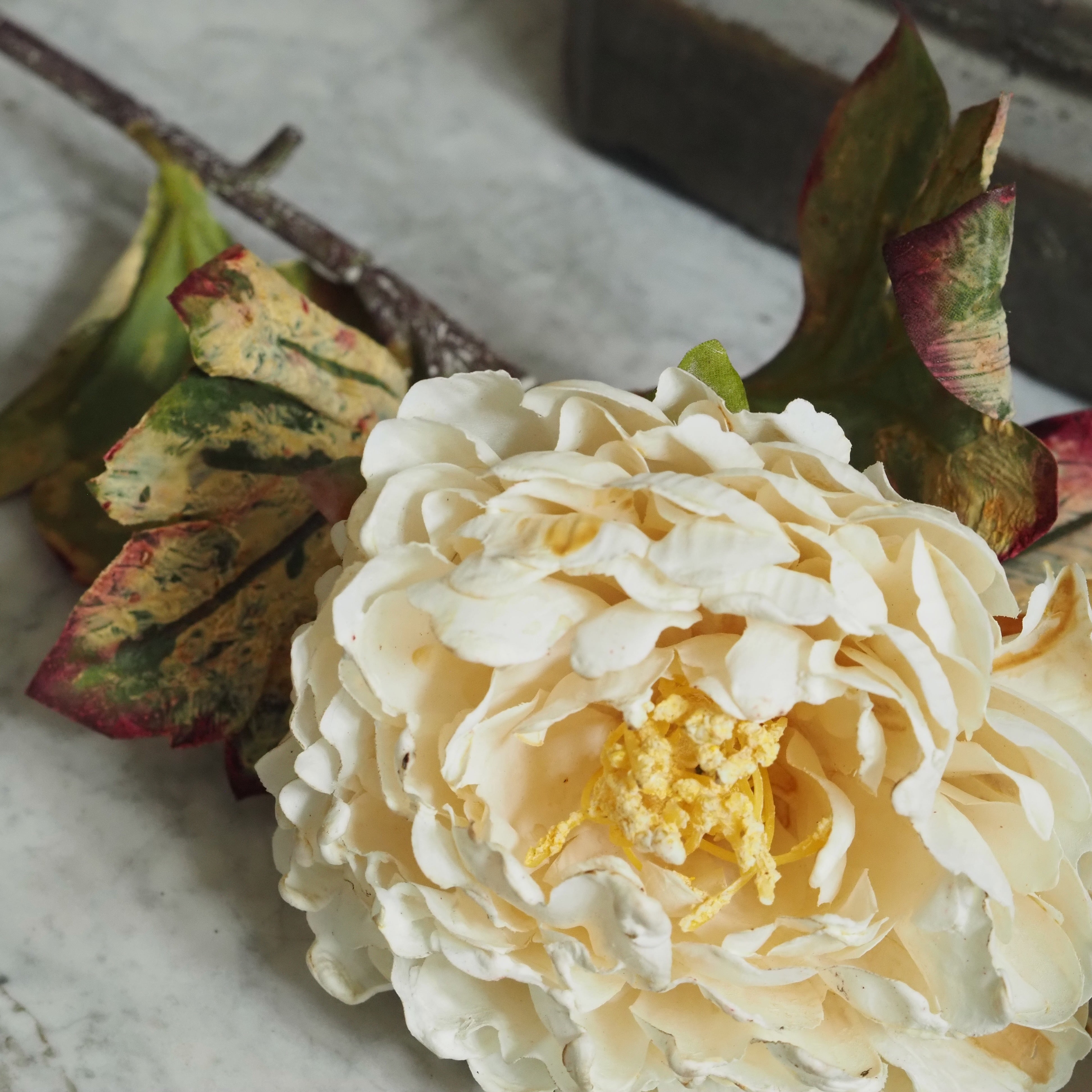 Pfingstrosenzweig Champagner · Blüte und Knospe in Cottage-Garten-Optik
