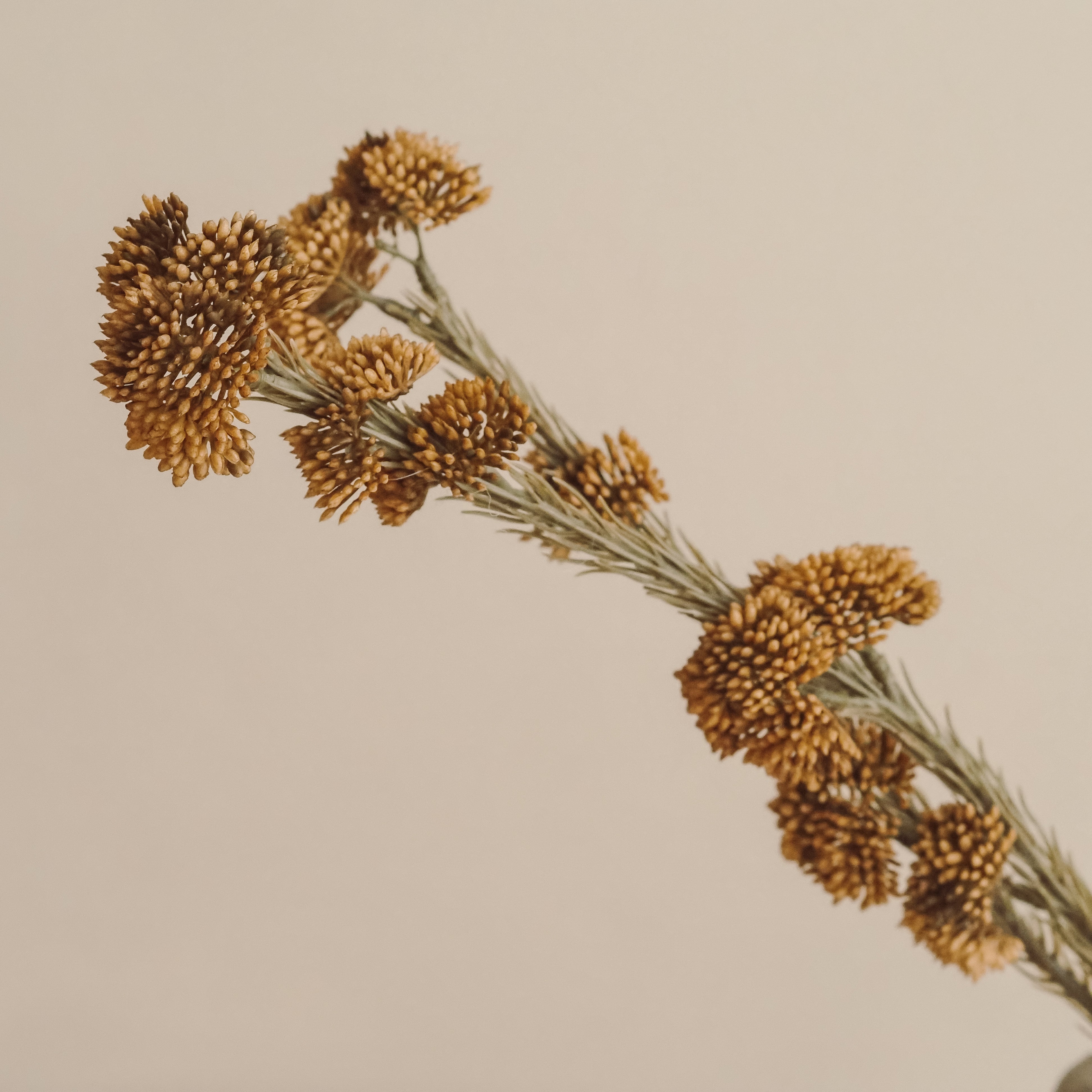 Deko-Zweig Goldbraun · Kugelblüten im Brunia-Stil · 60 cm