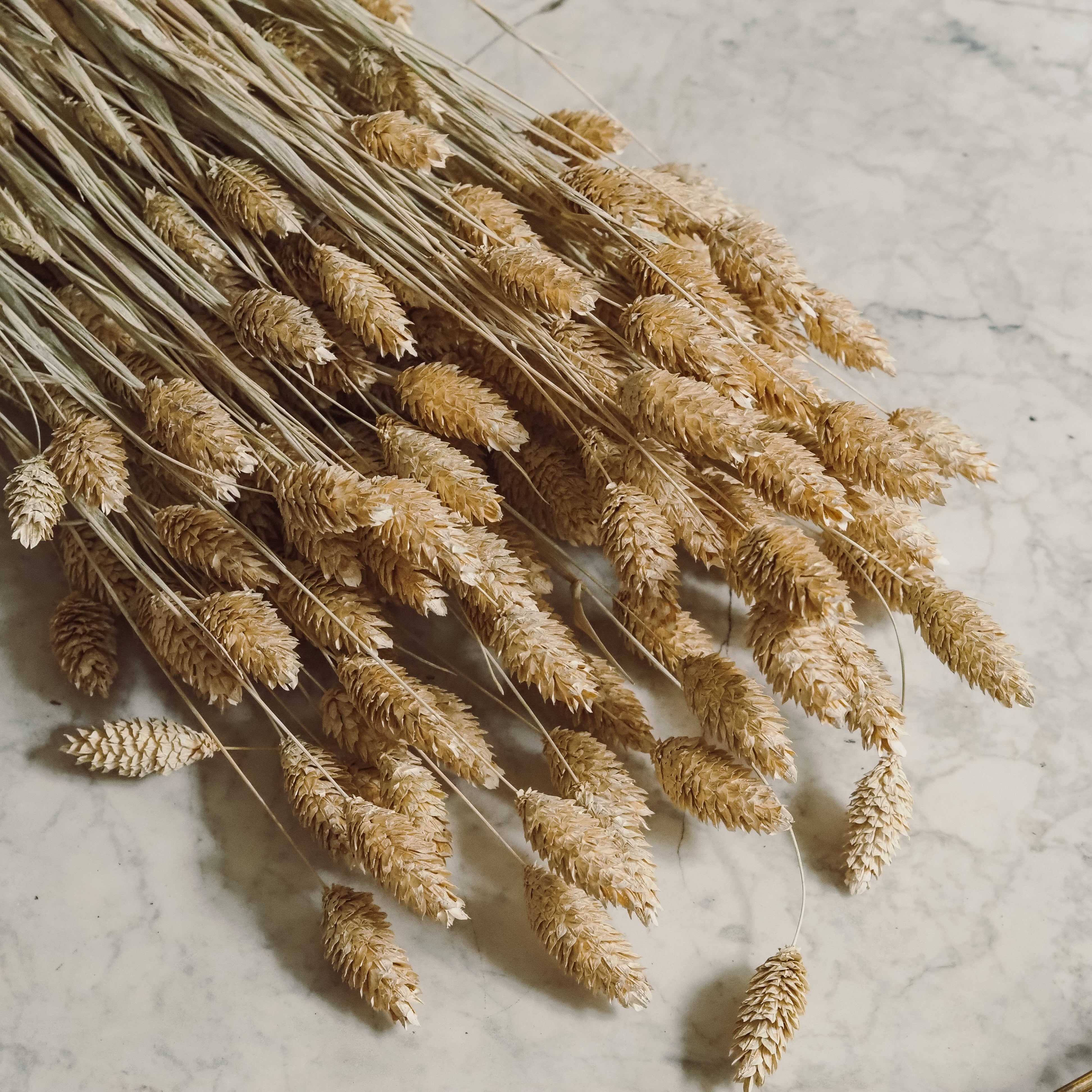 Phalaris-Bund Sandstein · Getrocknetes Glanzgras in warmer Naturfarbe
