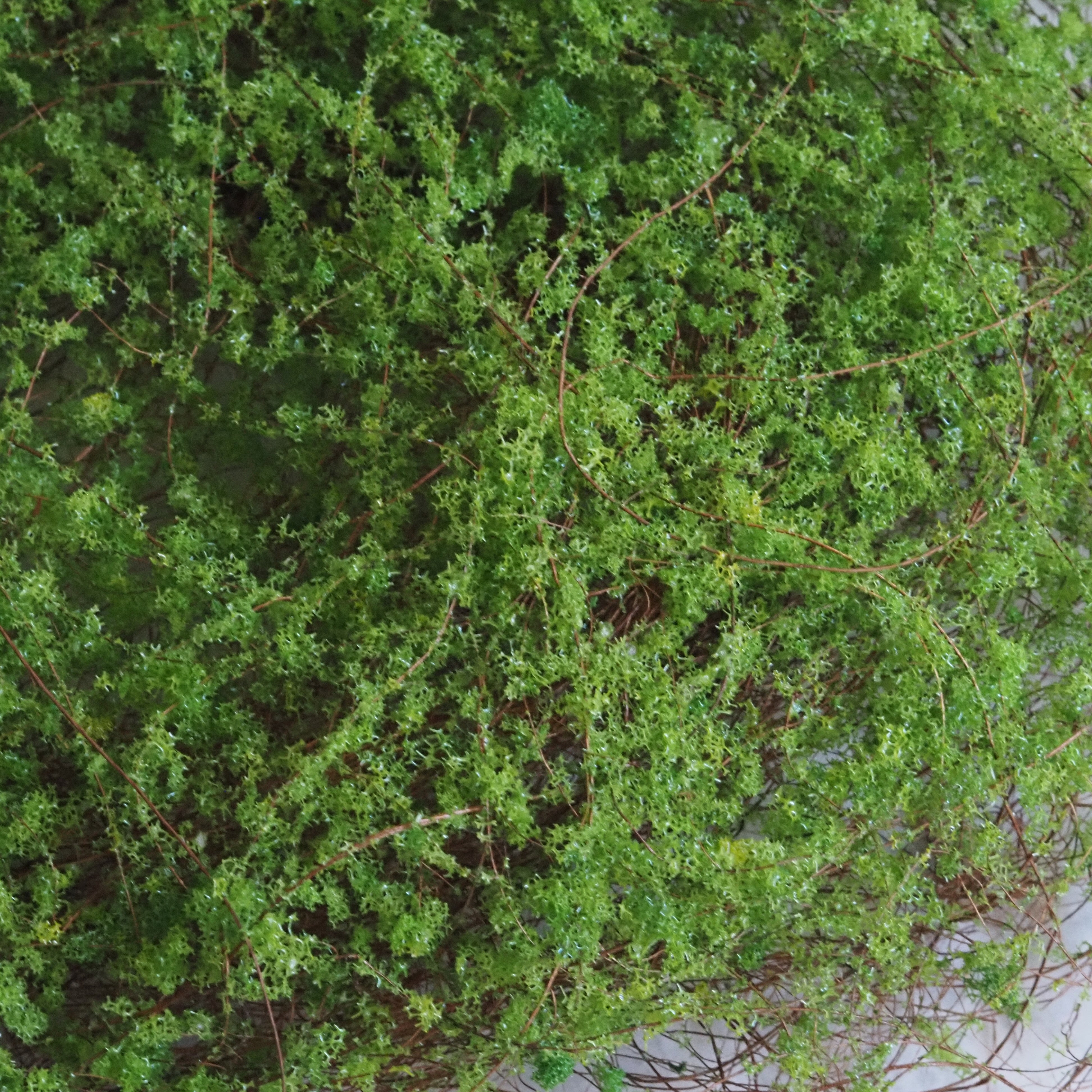 Moosmatte · dekoratives Naturmoos für Schalen und Pflanzgefäße, Kunstmoos