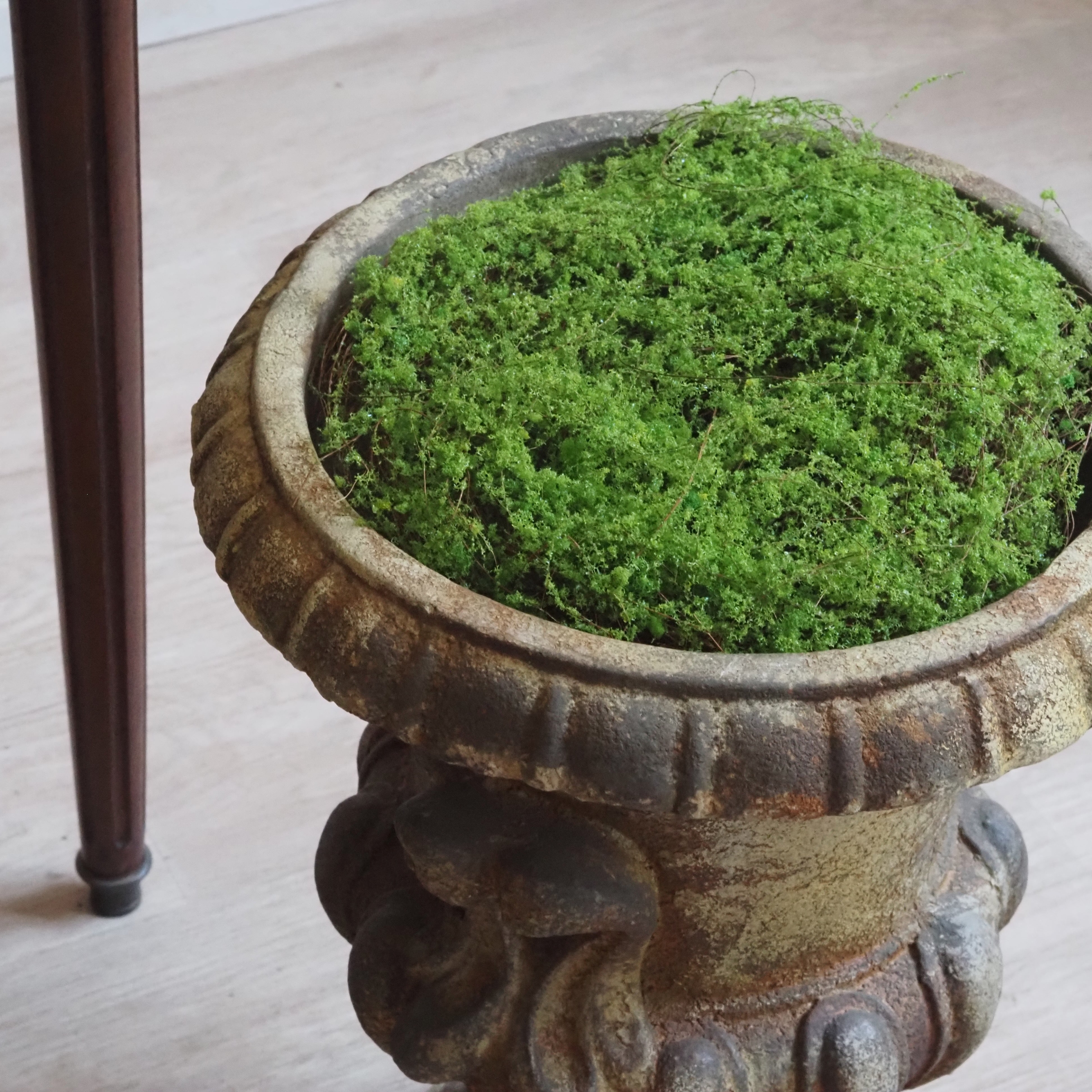 Moosmatte · dekoratives Naturmoos für Schalen und Pflanzgefäße, Kunstmoos