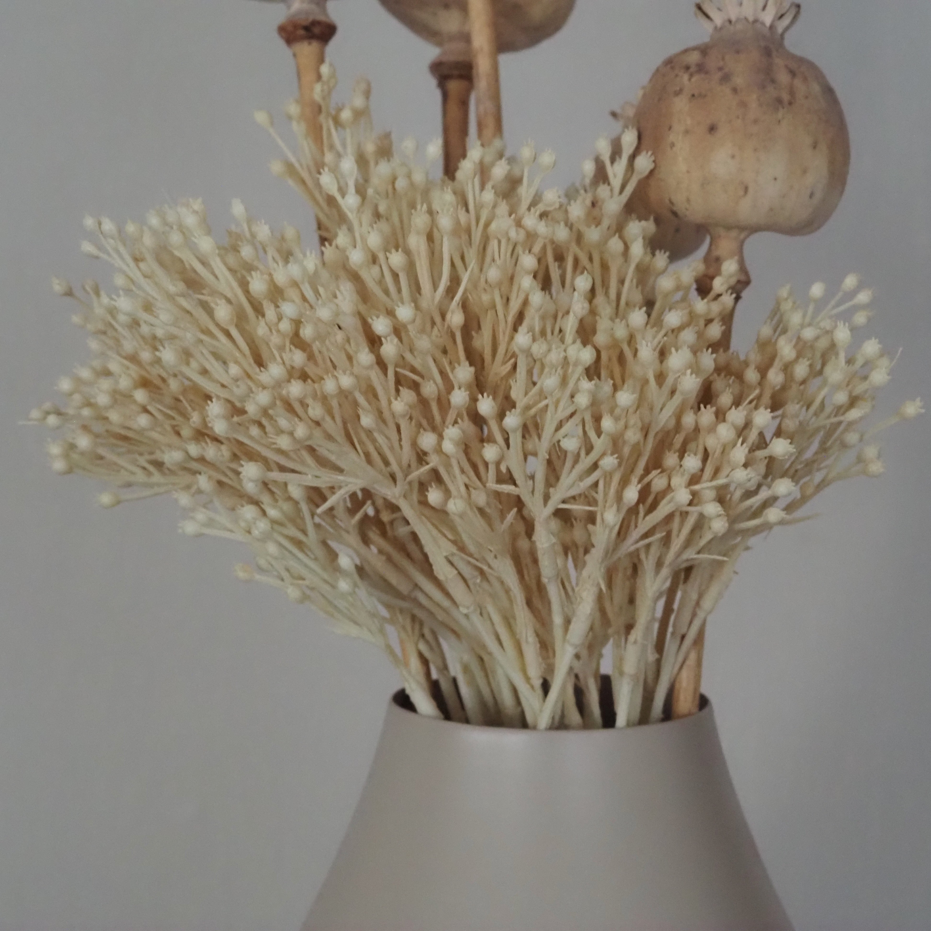 Beerenzweig · dekorativer Zweig in Creme