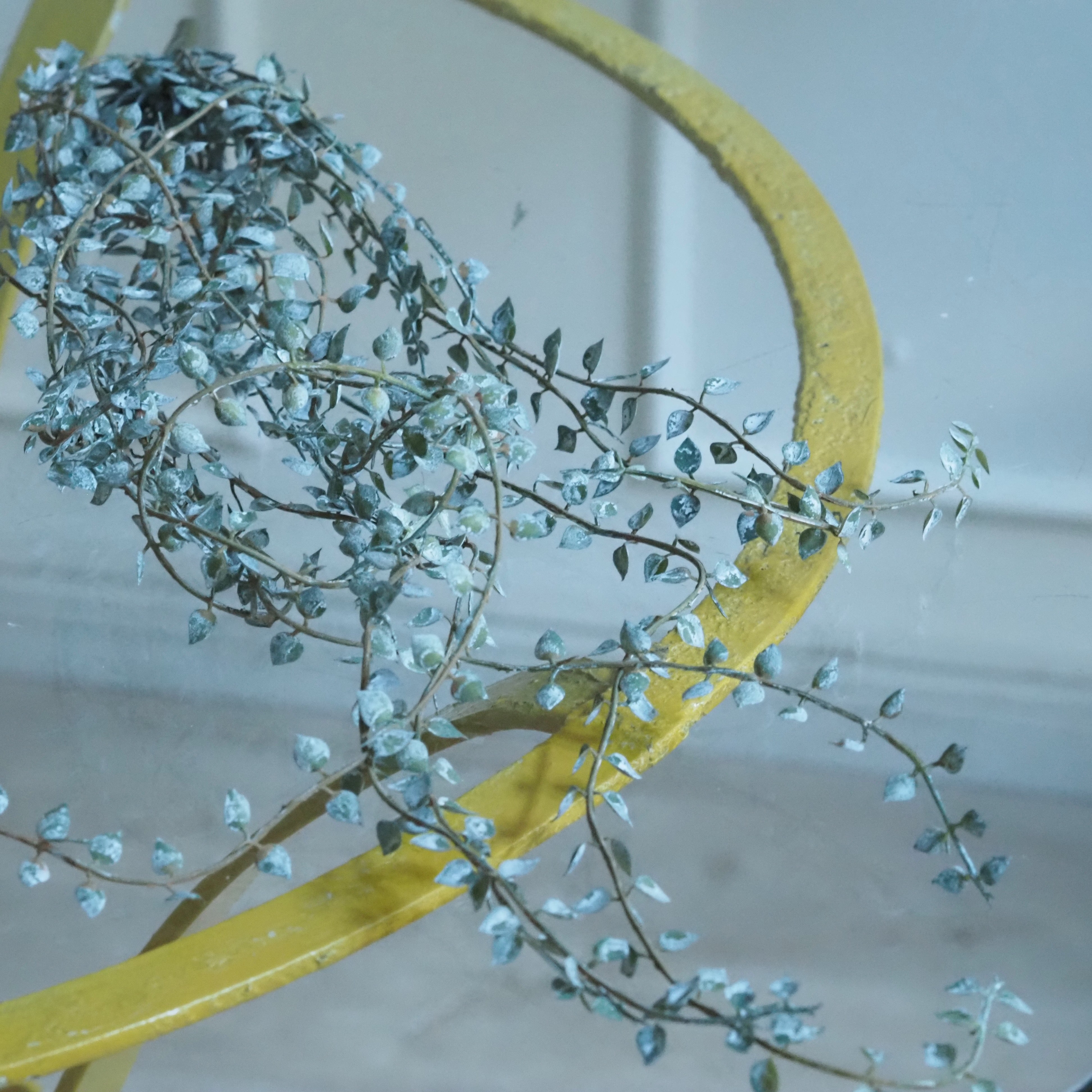 Blatthänger · kleinblättrige Ranke / florales Dekorelement