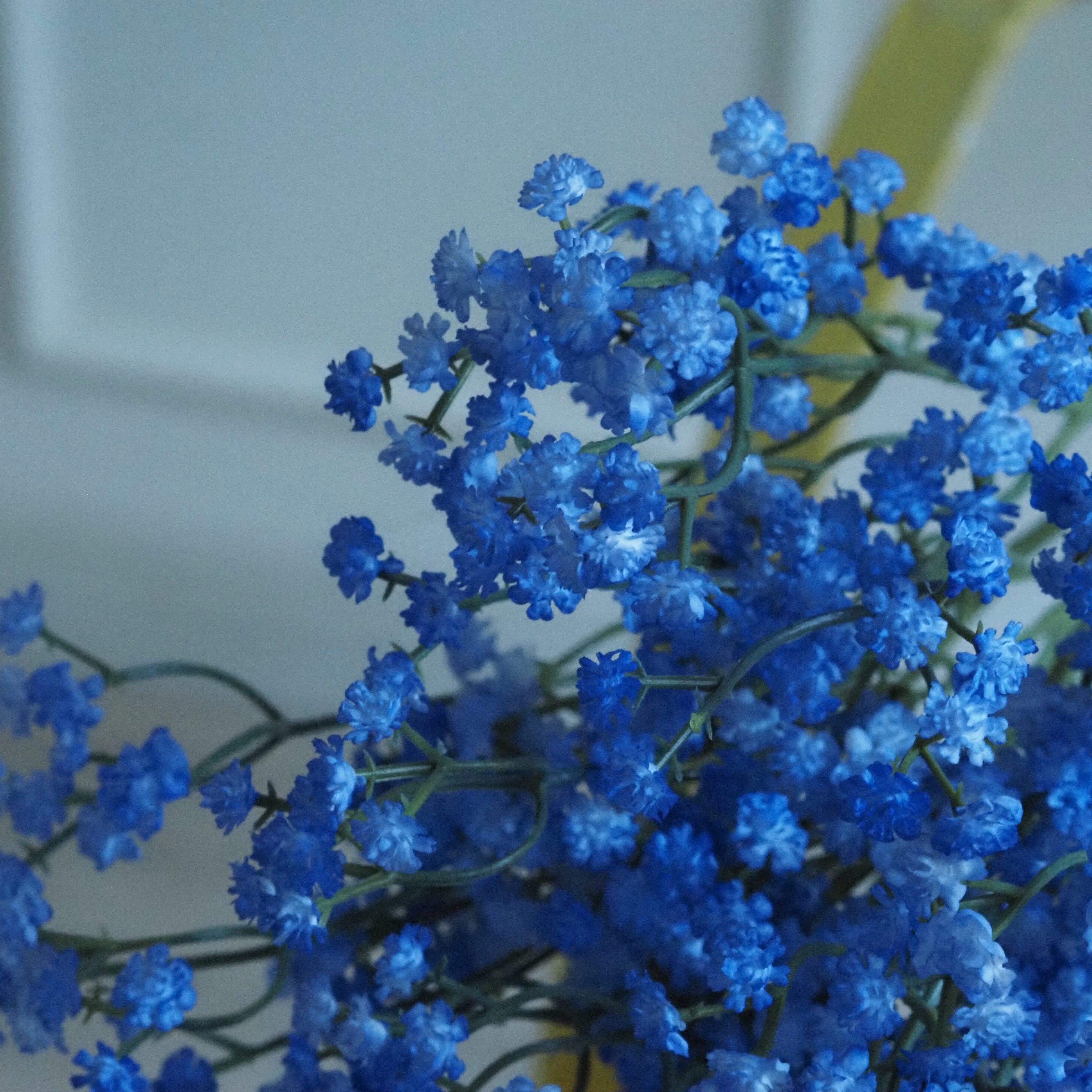 Gypsophila Zweig · Schleierkraut-Bündel in hellvioletter Ausführung