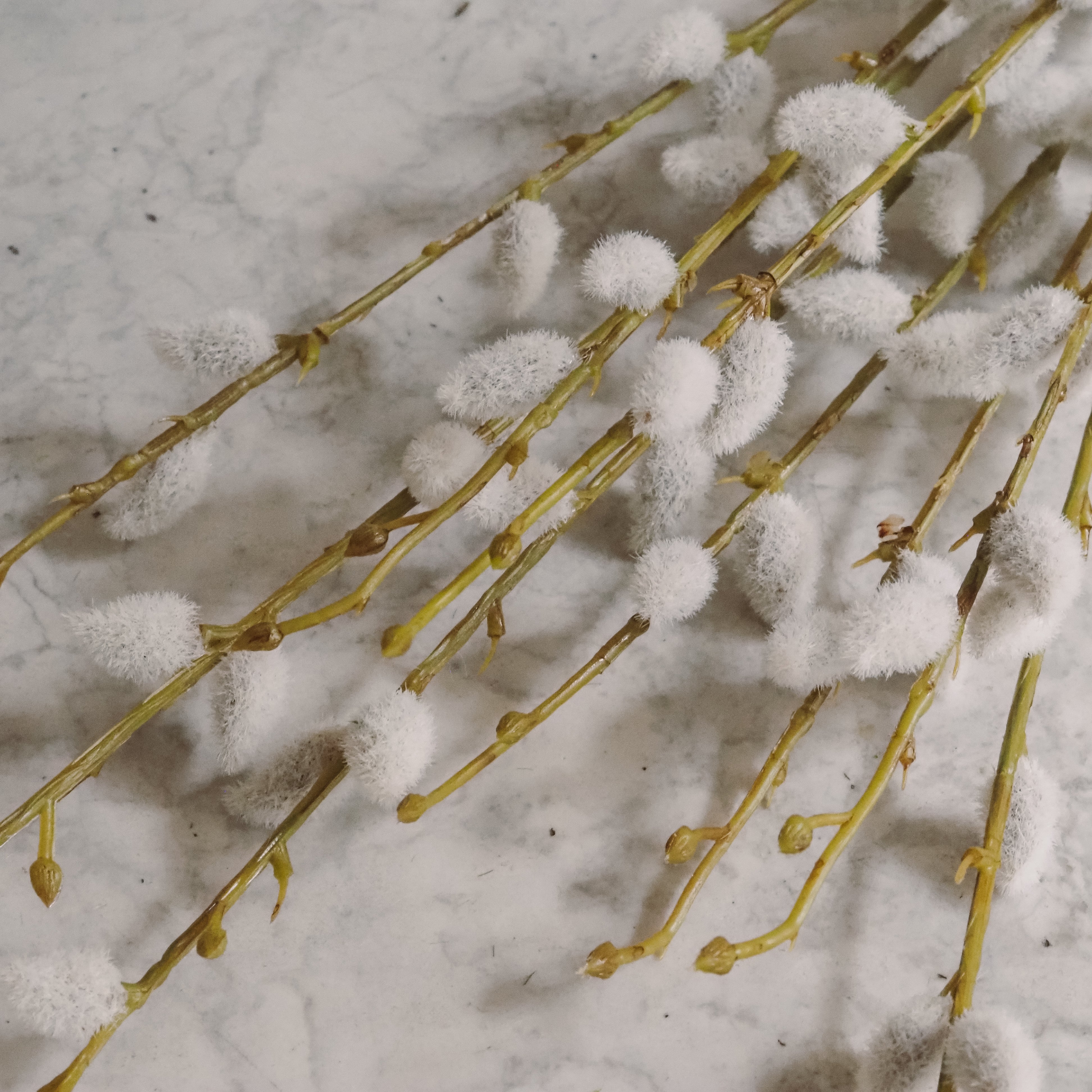 Weidekätzchen Bund · Salix Zweige Frühlingsfloristik und Deko