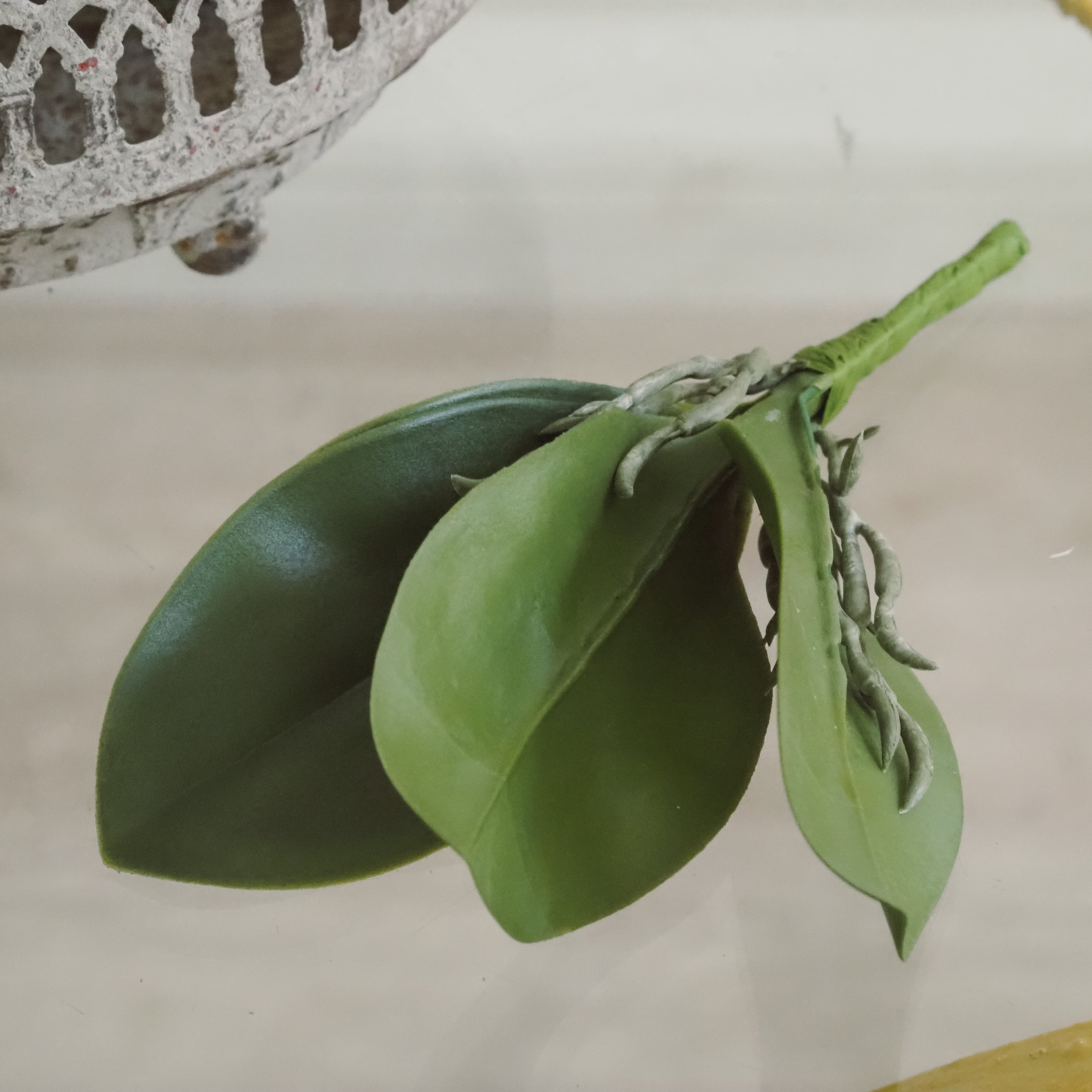 Orchideenblattpflanze · dekoratives Blattwerk für Gefäße