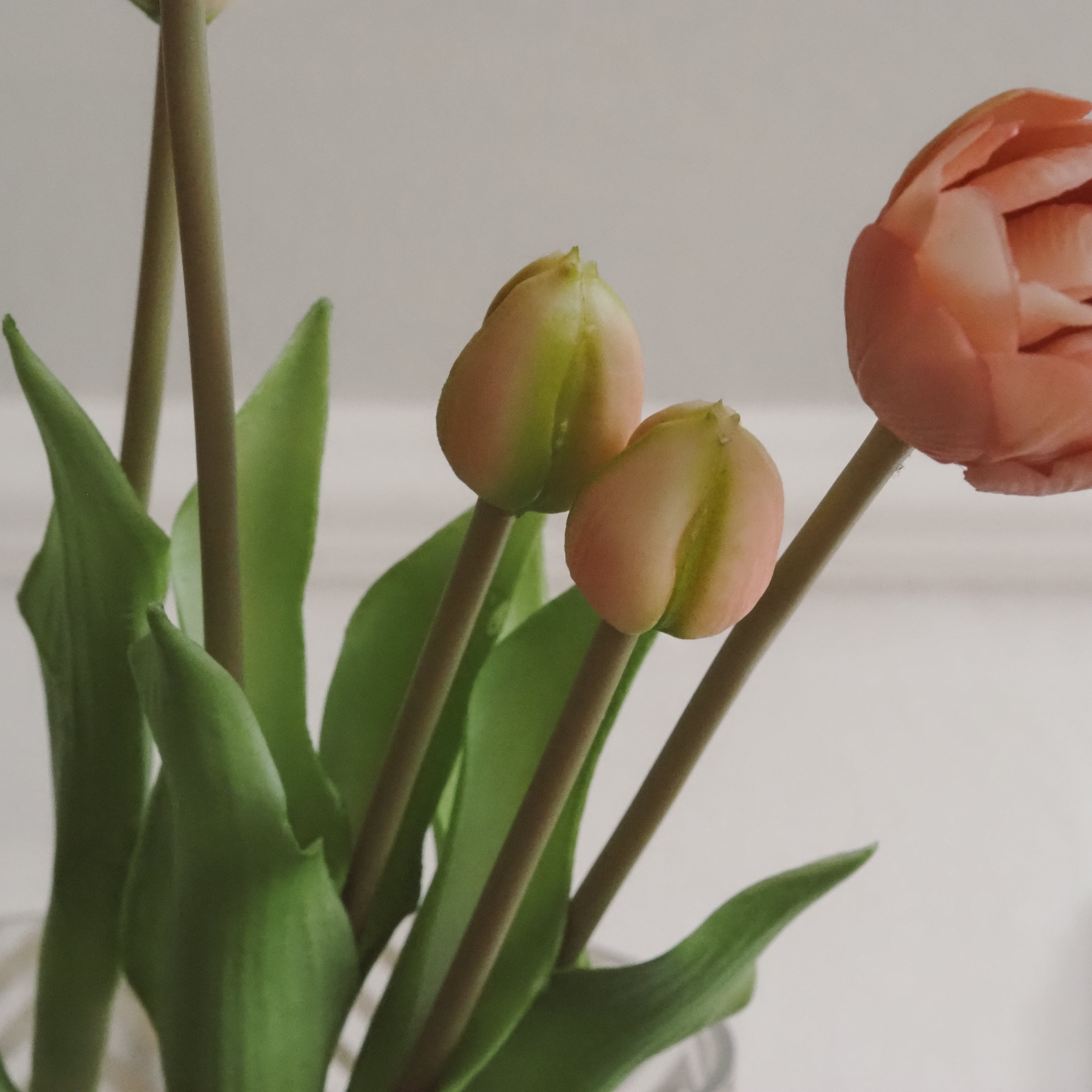Tulpenbund Rosé · dekorativer Tulpenzweig im botanischen Stil