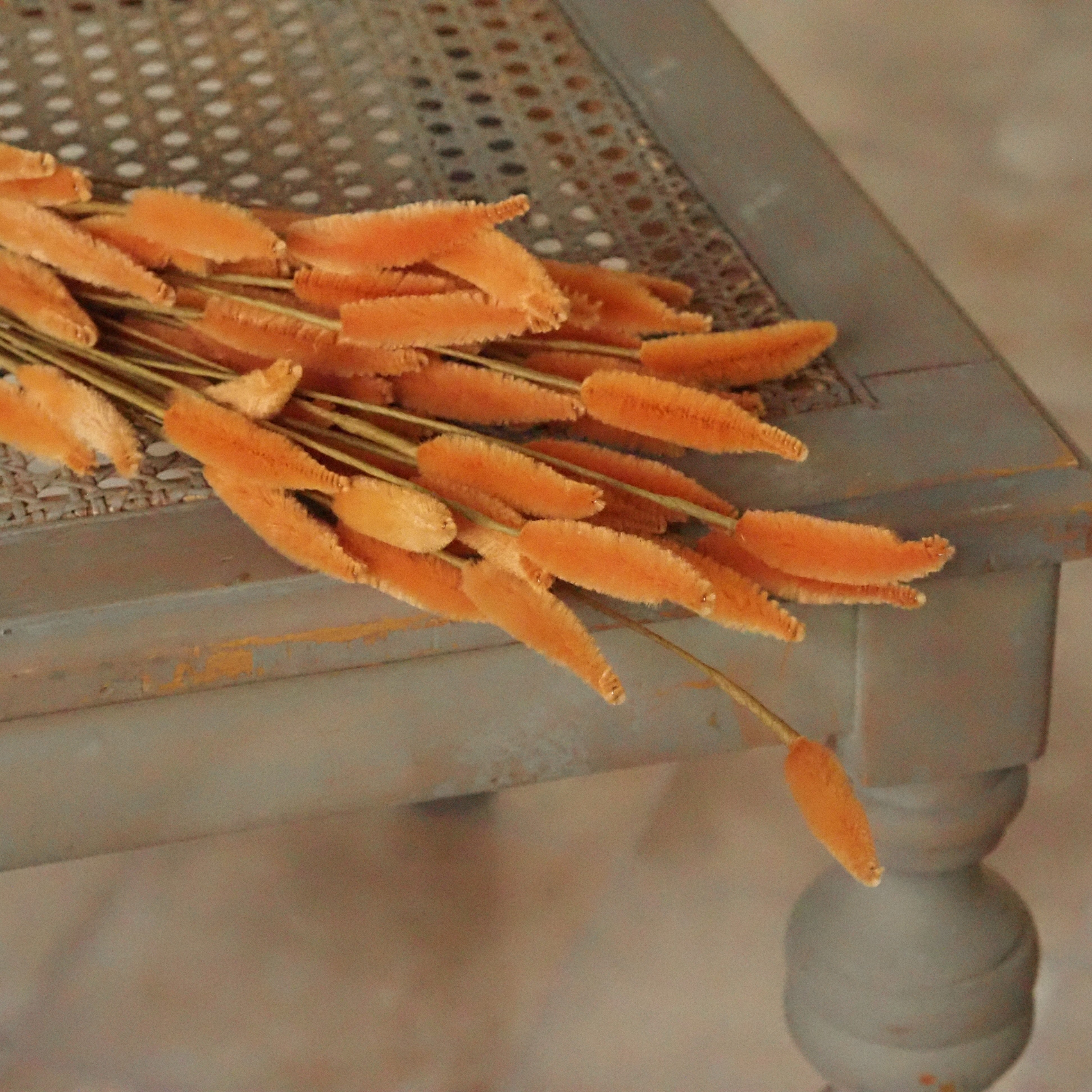 Kolbenhirse Apricot · Dekobund mit samtigen Fruchtständen