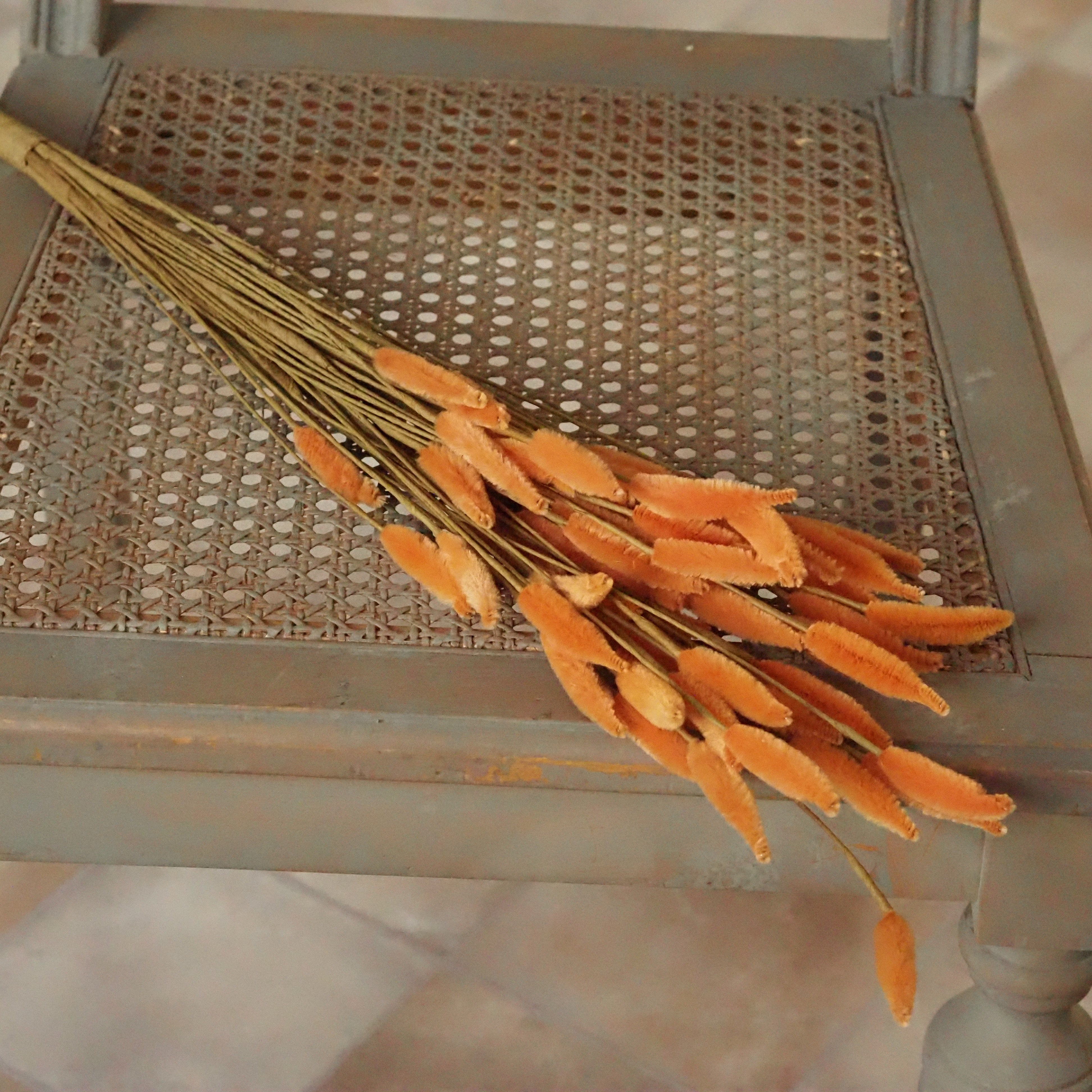 Kolbenhirse Apricot · Dekobund mit samtigen Fruchtständen