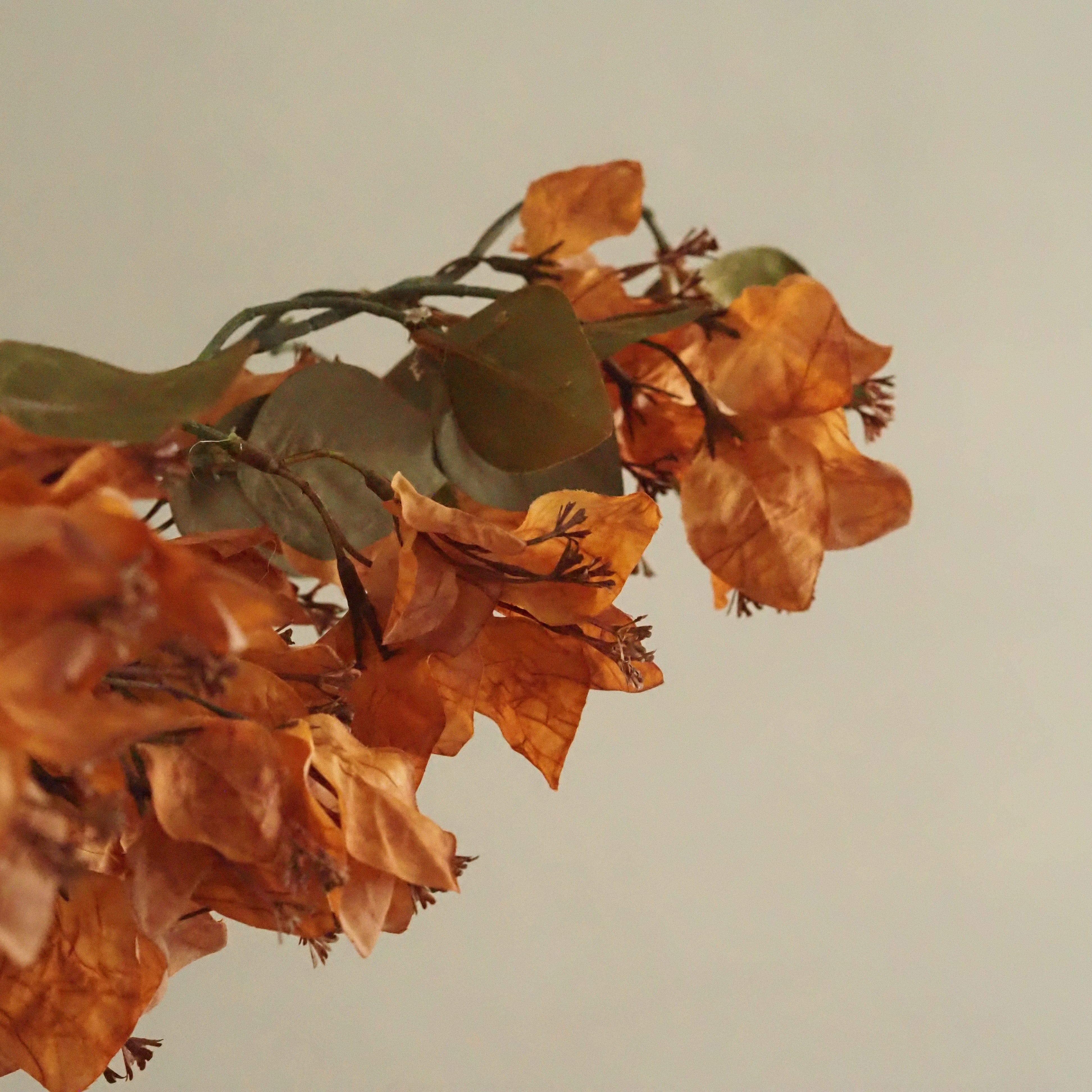 Dekozweig Ocker · Bougainvillea-Blüten in Seidenoptik