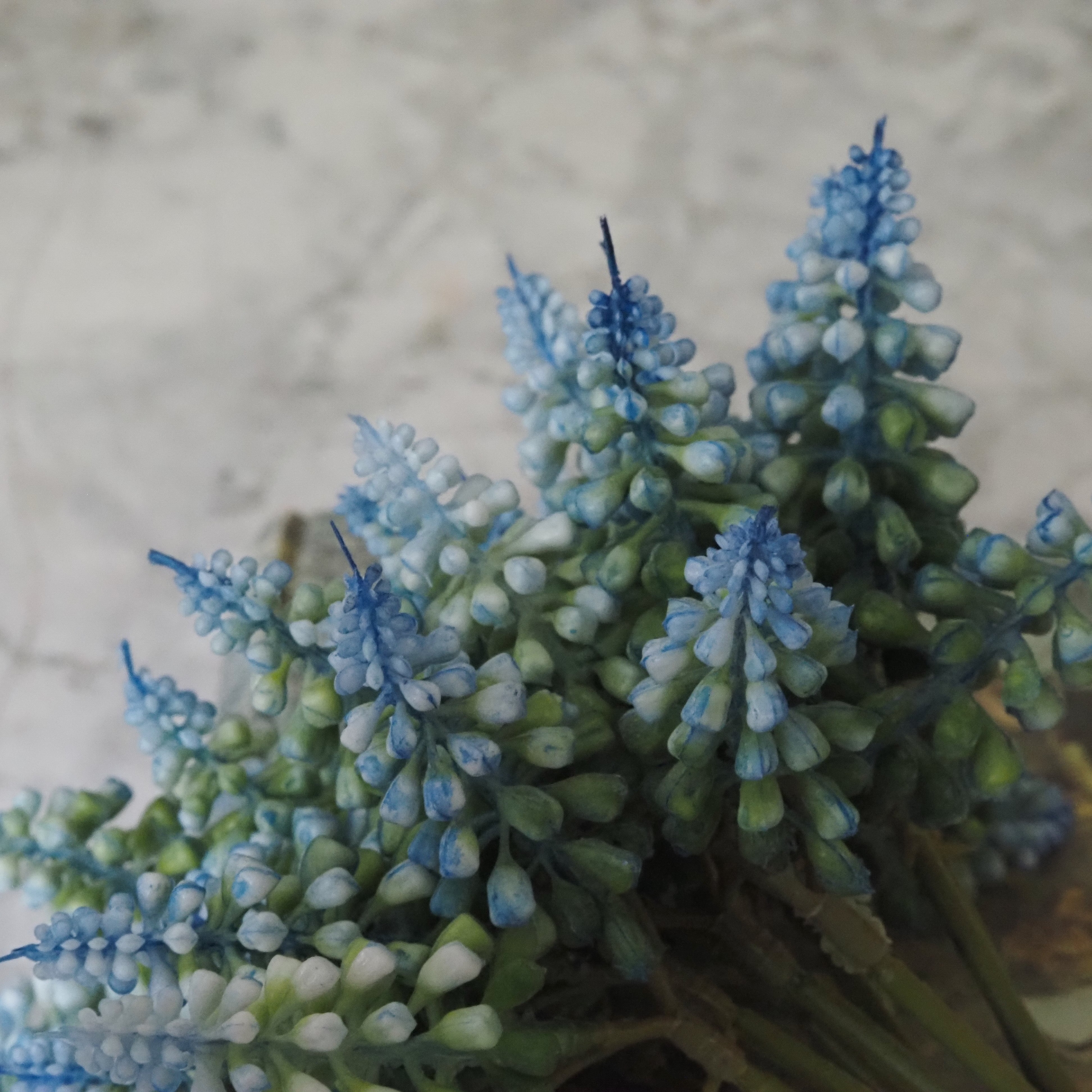 Muscari-Blütenbund · Frühlingszweig in Blau