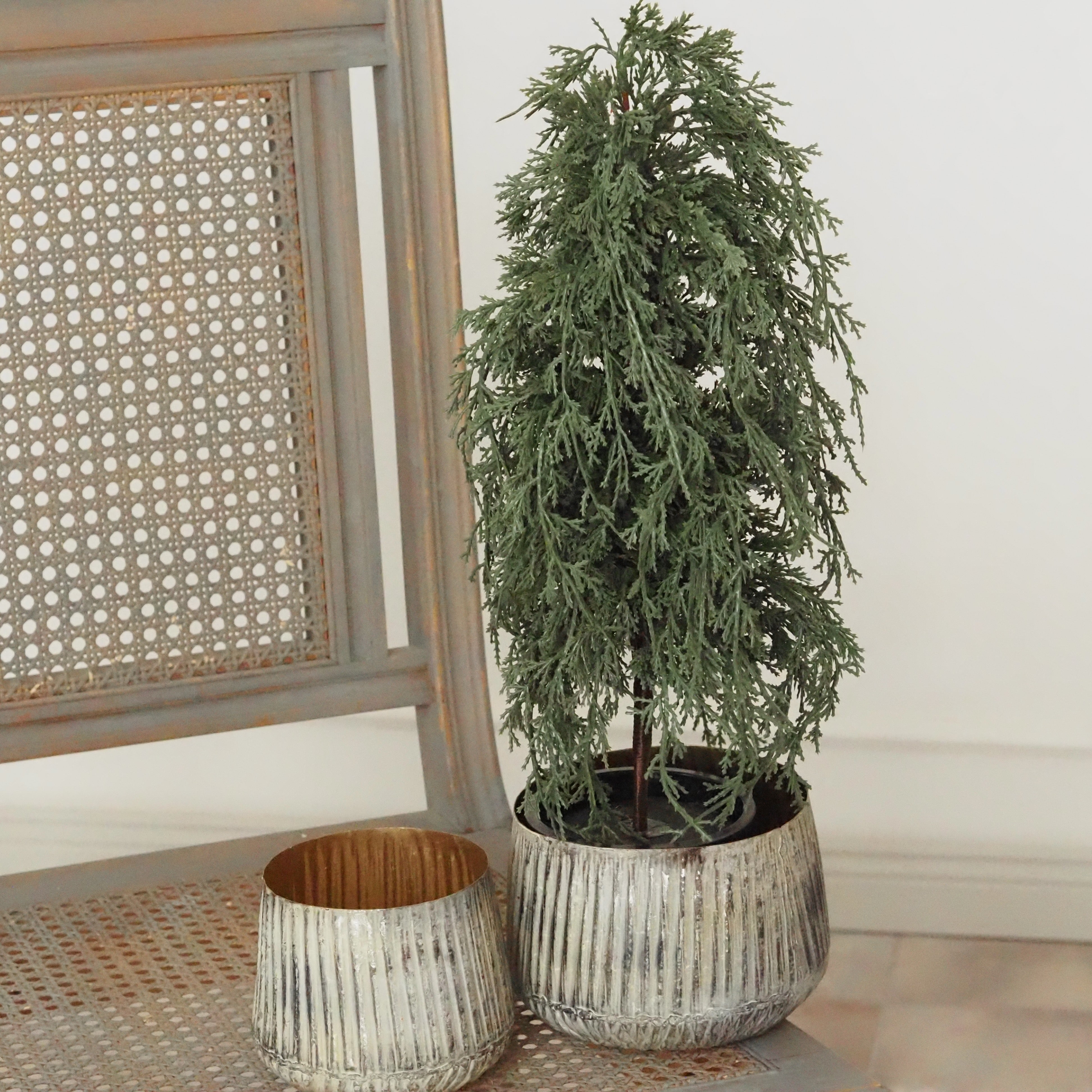 Nadelbaum Graugrün · Zypressen-Optik im Landhausstil