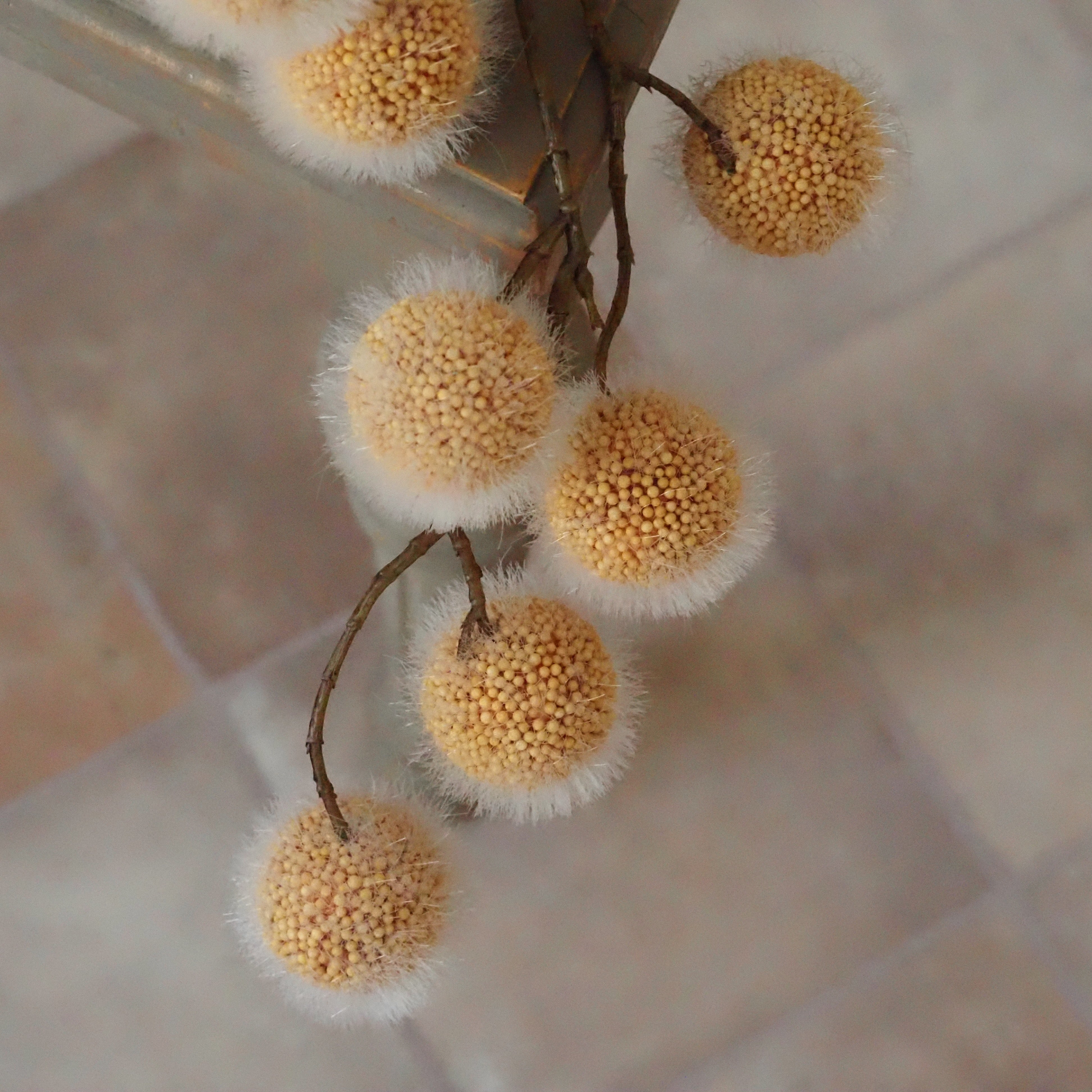 Dekozweig Mohn Berry · Kugelblüten ockergelb in Trockenblumen-Optik