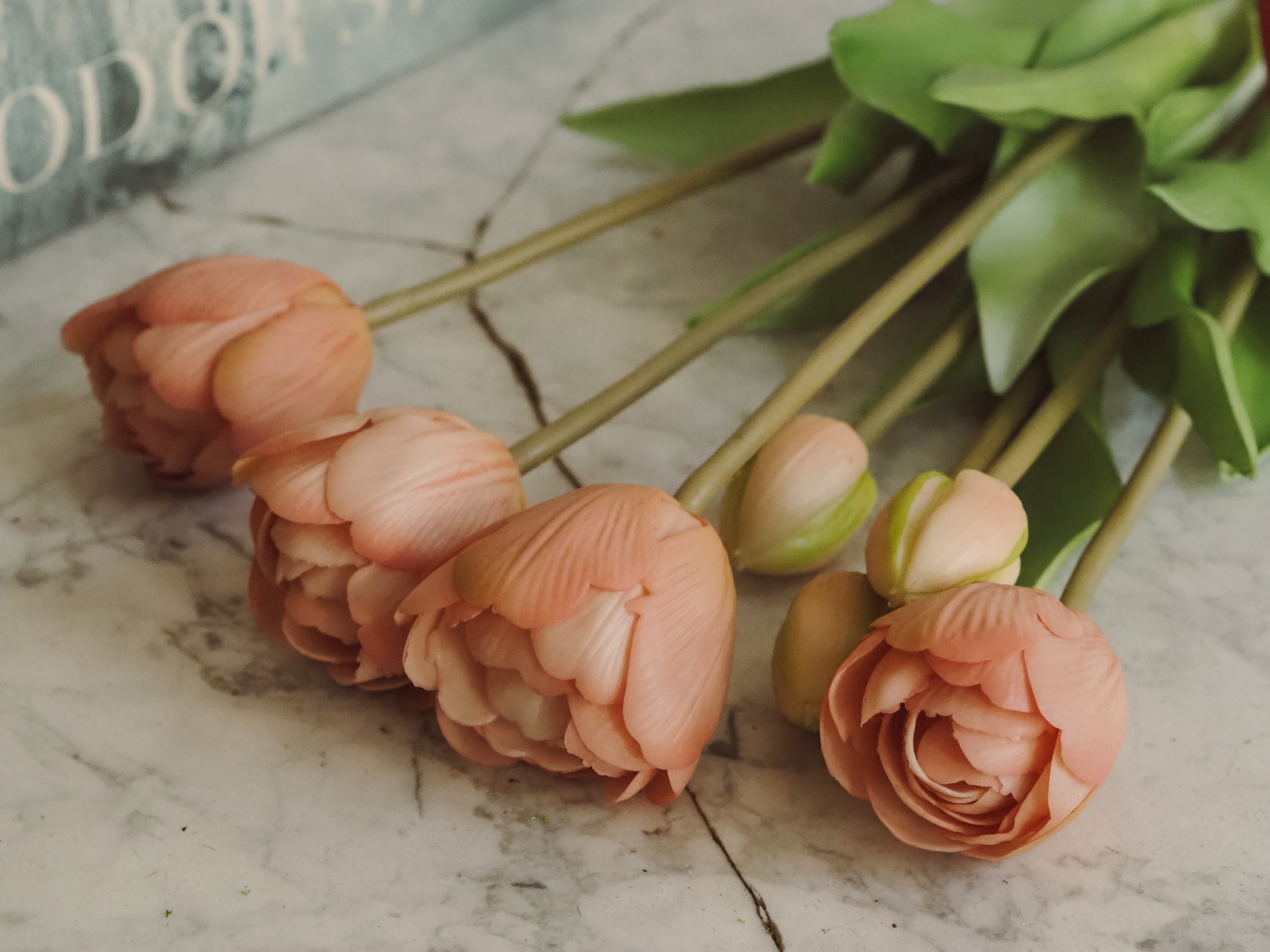 Tulpenbund Rosé · dekorativer Tulpenzweig im botanischen Stil