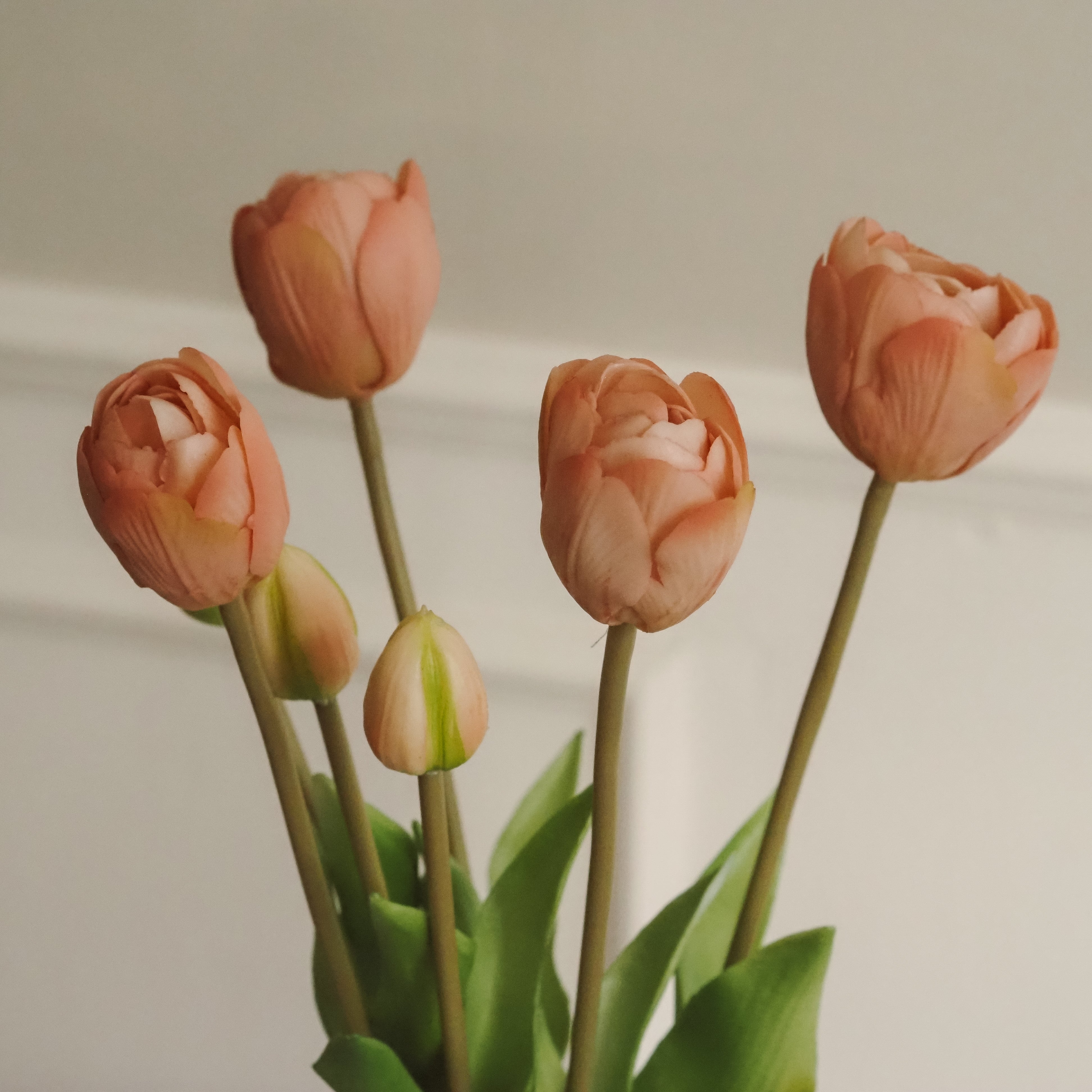 Tulpenbund Rosé · dekorativer Tulpenzweig im botanischen Stil