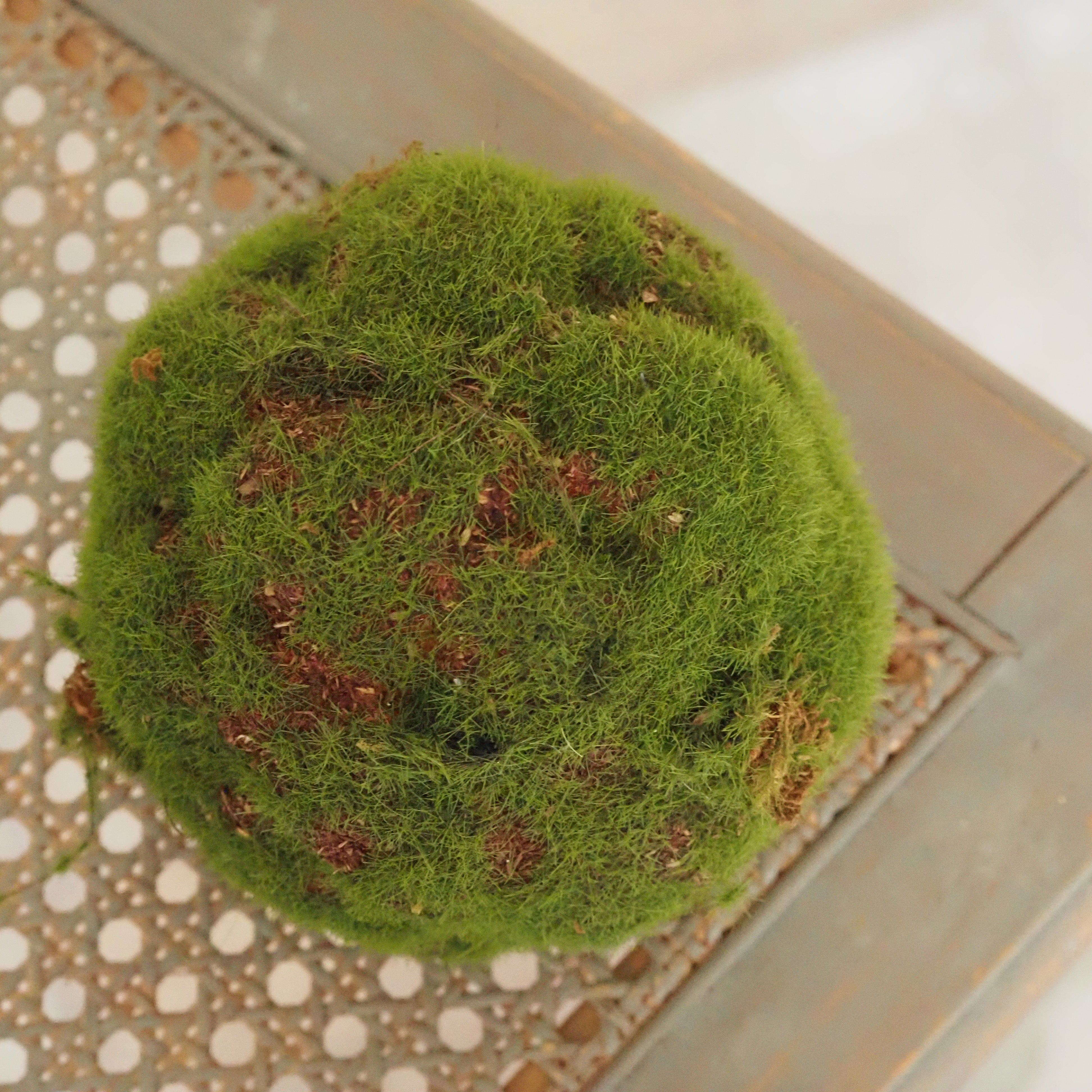 Mooskugel Grün · Tischdeko Regal Wohnzimmer