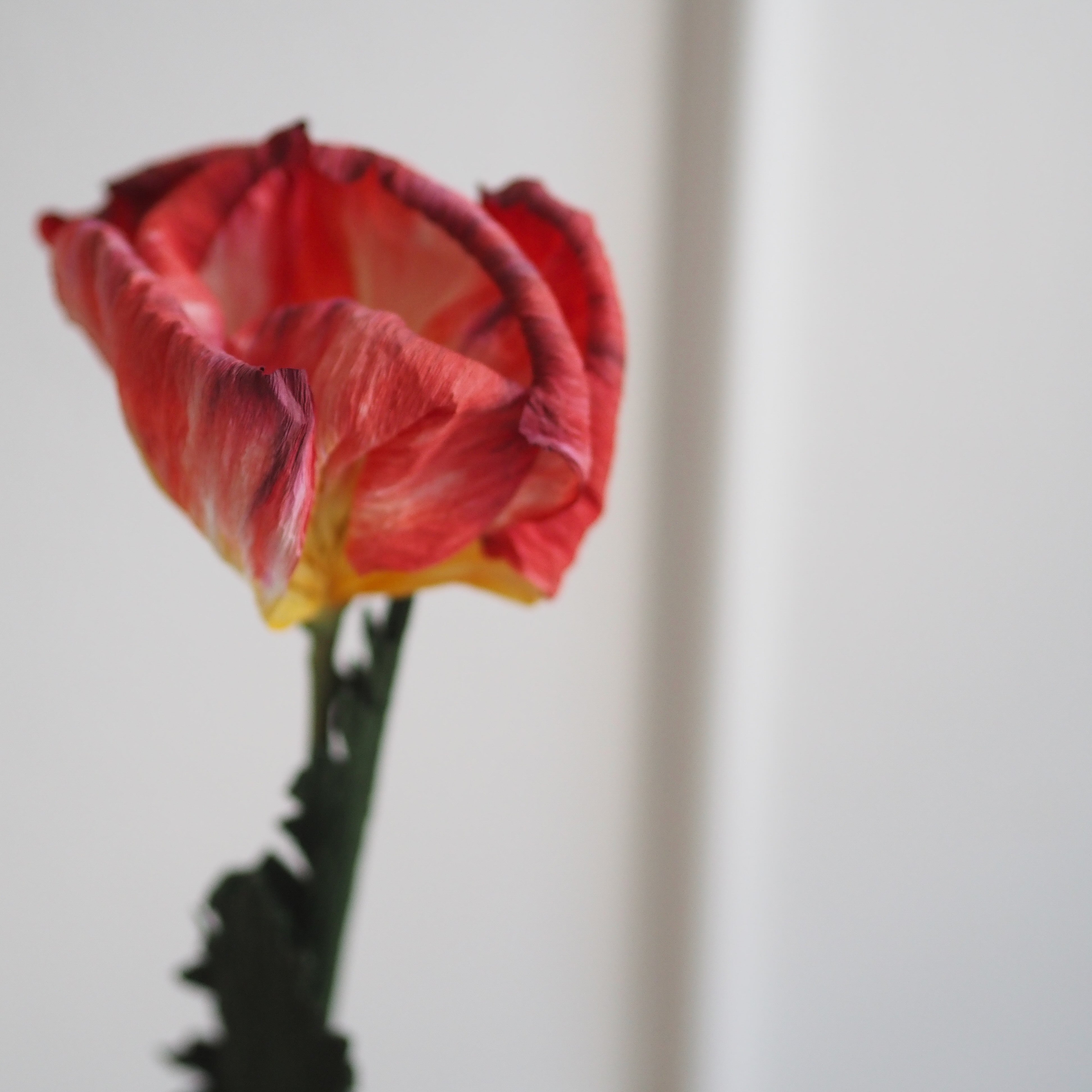 Papierblumen Zweig · Zierliche oder große Blüte