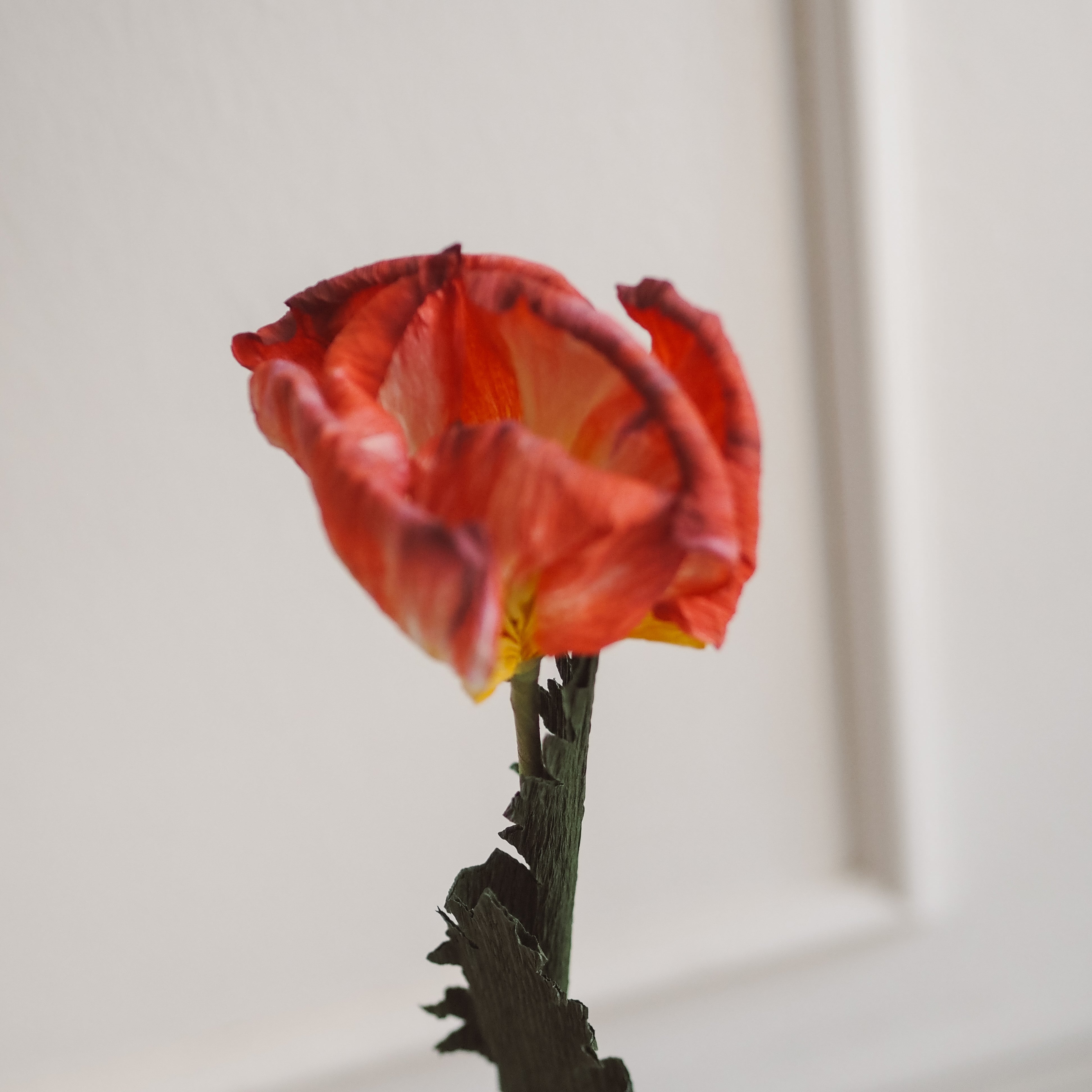 Papierblumen Zweig · Zierliche oder große Blüte