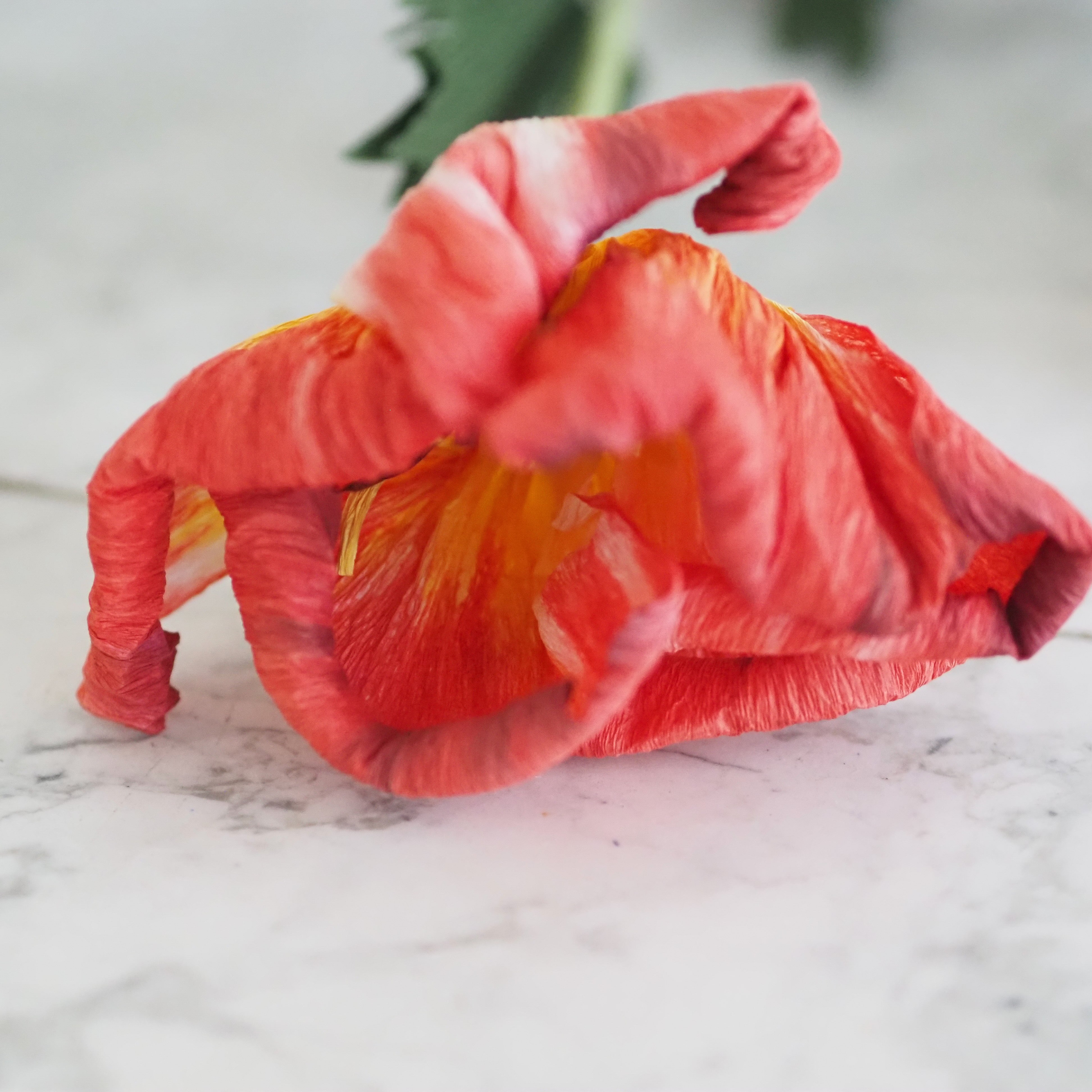 Papierblumen Zweig · Zierliche oder große Blüte