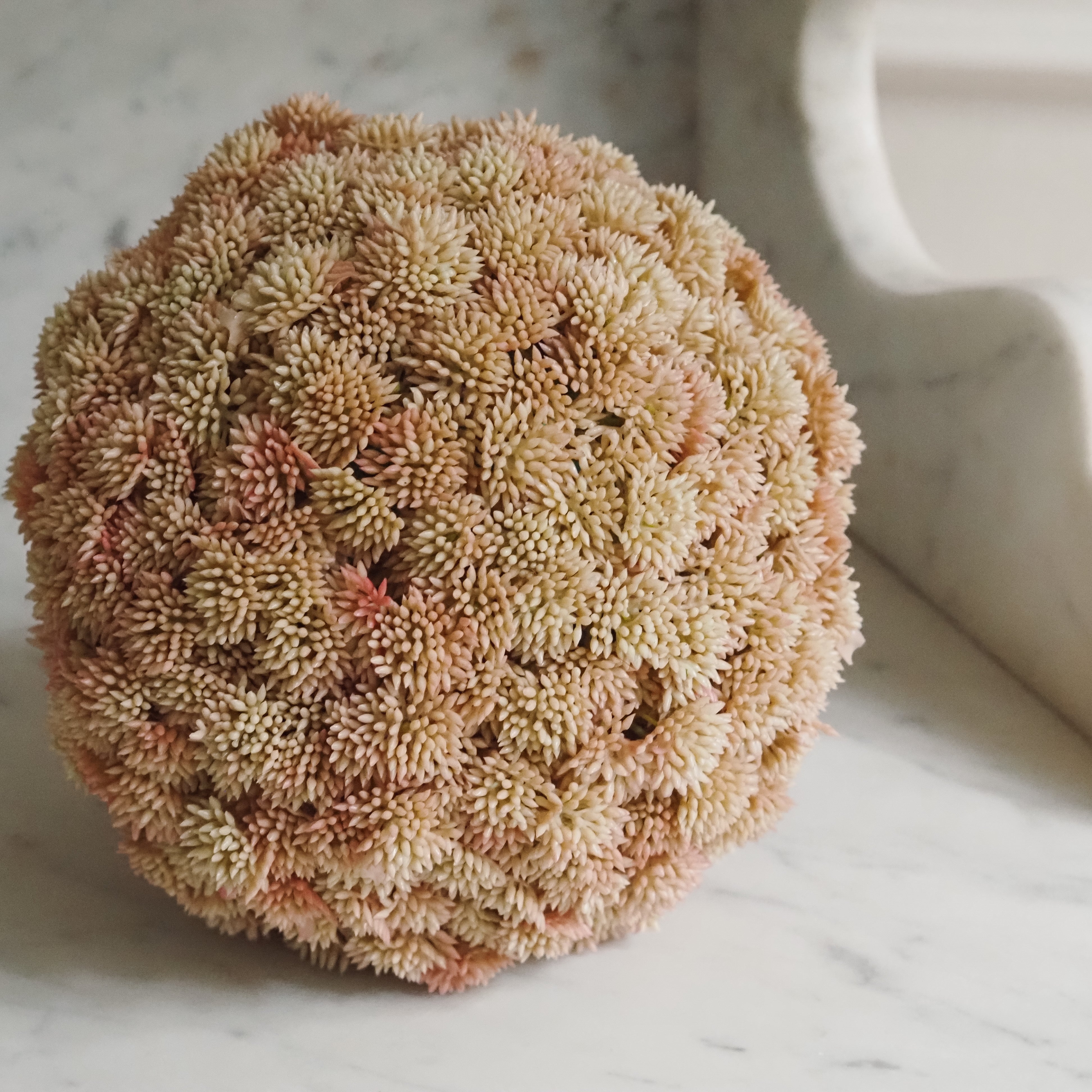Sedumball · Botanische Dekoration Apricot
