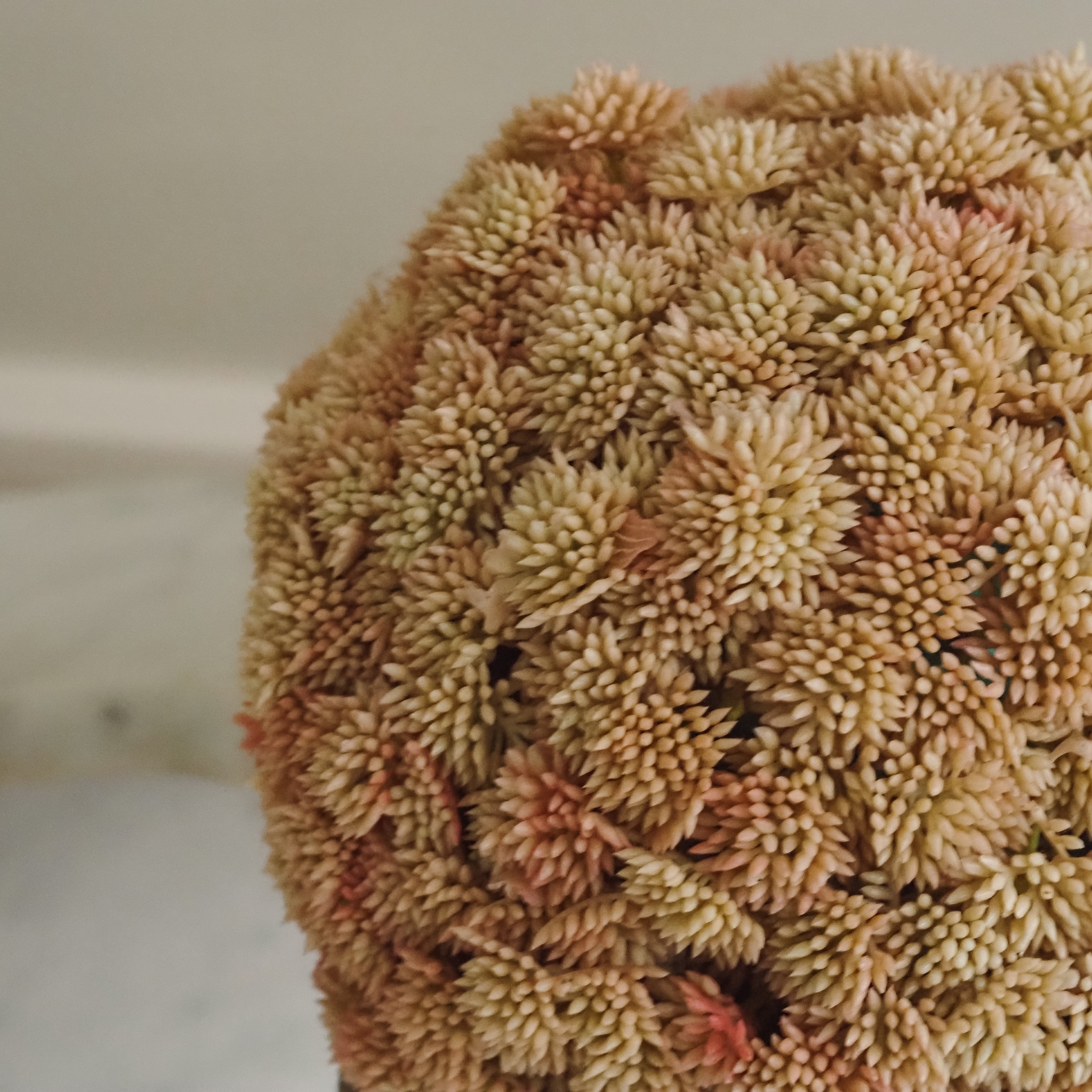 Sedumball · Botanische Dekoration Apricot