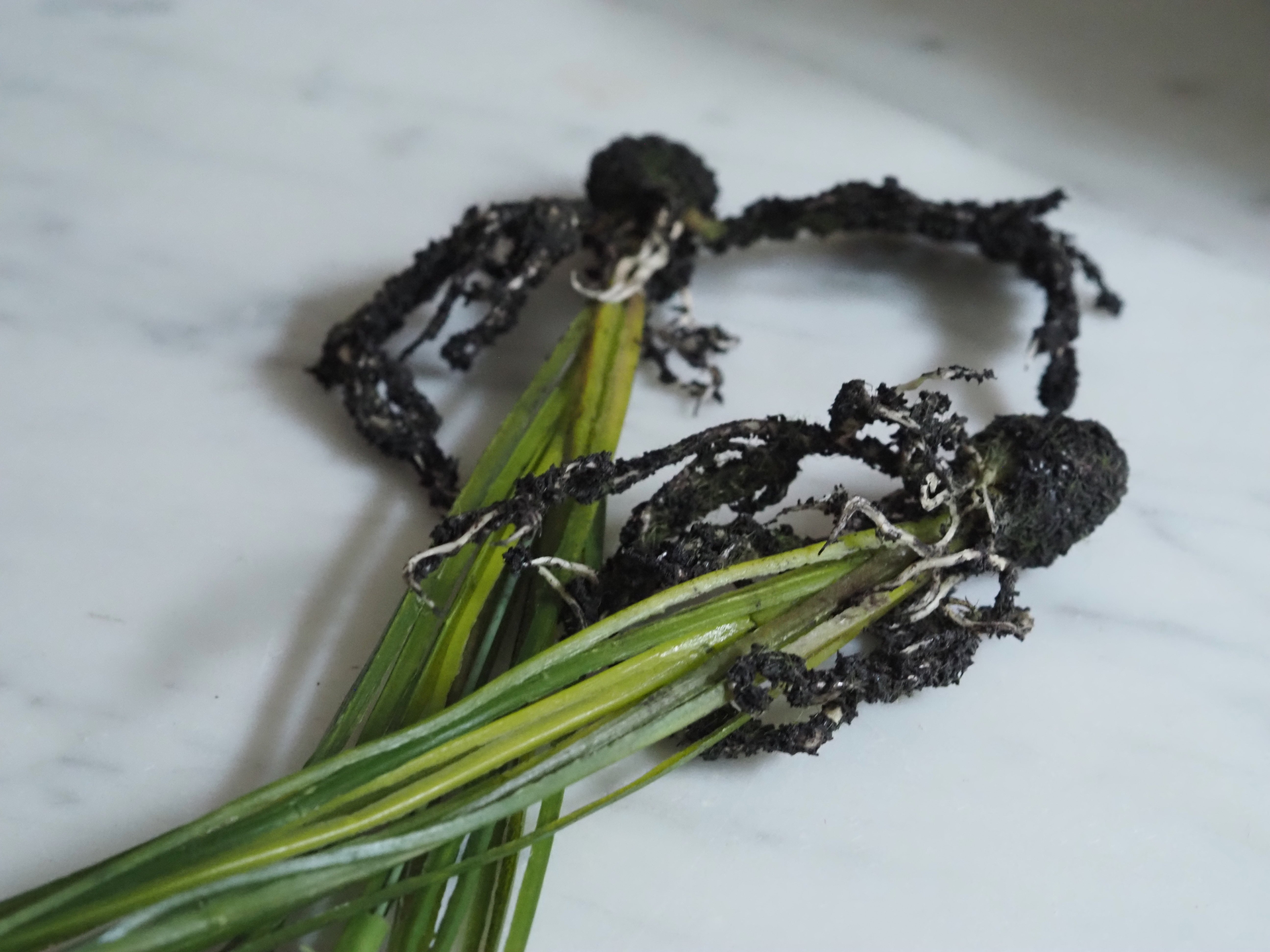 Schneeglöckchen Zweig Set · Frühlingsdekoration für Glasgefäße
