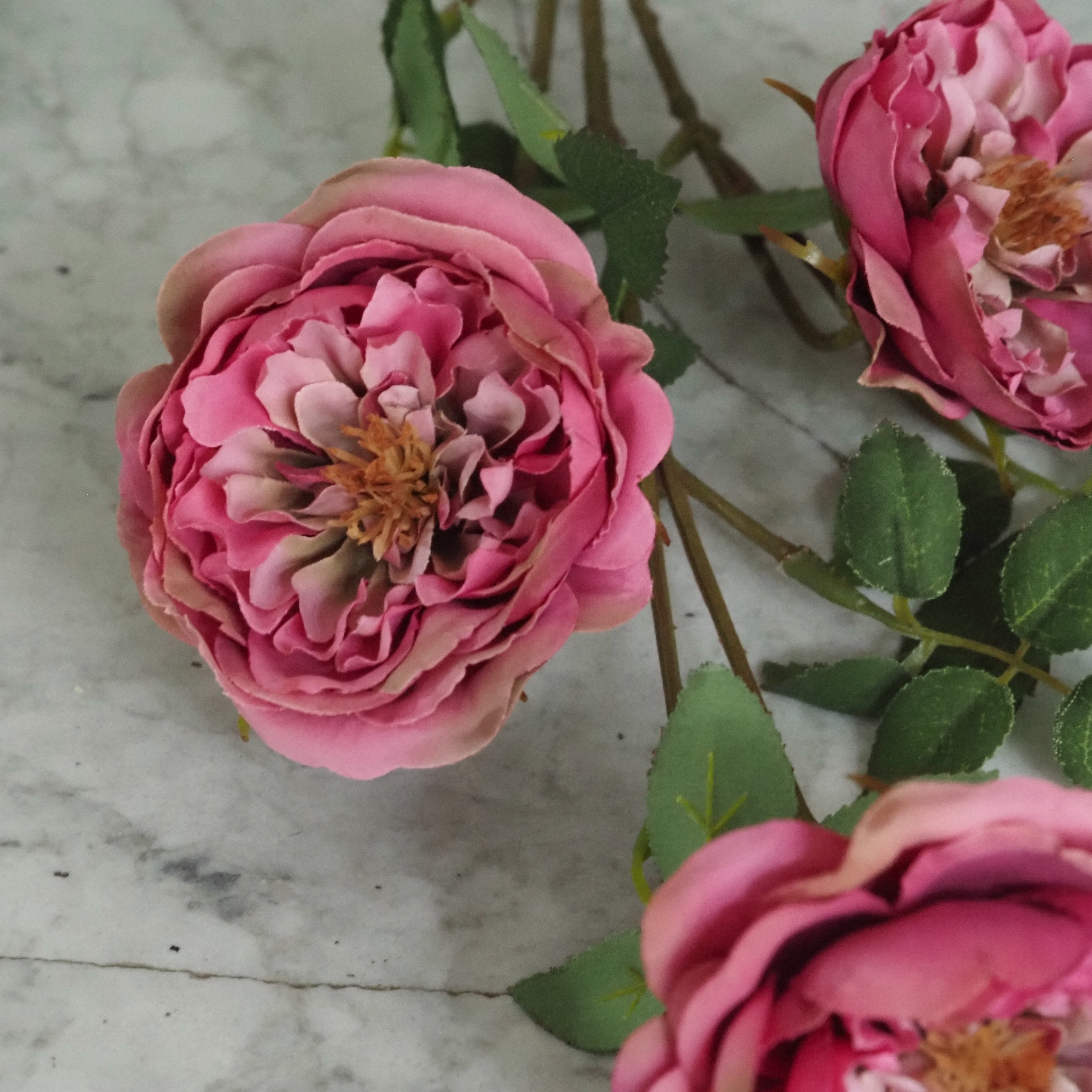 Rosenzweig · Englische Gartenrose gefüllt, Fuchsia-Rosa oder Cremeweiß, 65 cm