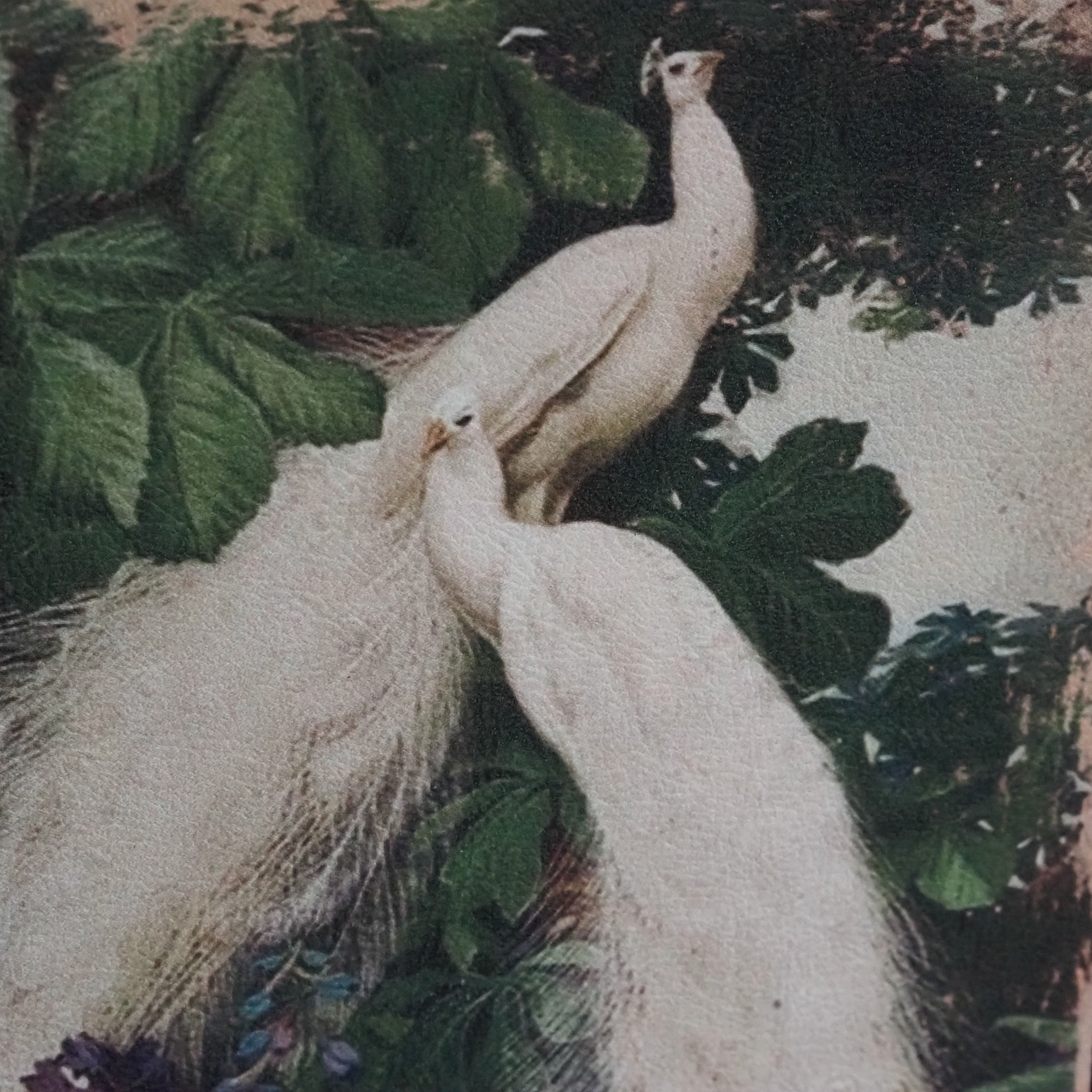 Buchdose Weiße Pfauen · Botanische Illustration Historismus Goldschnitt