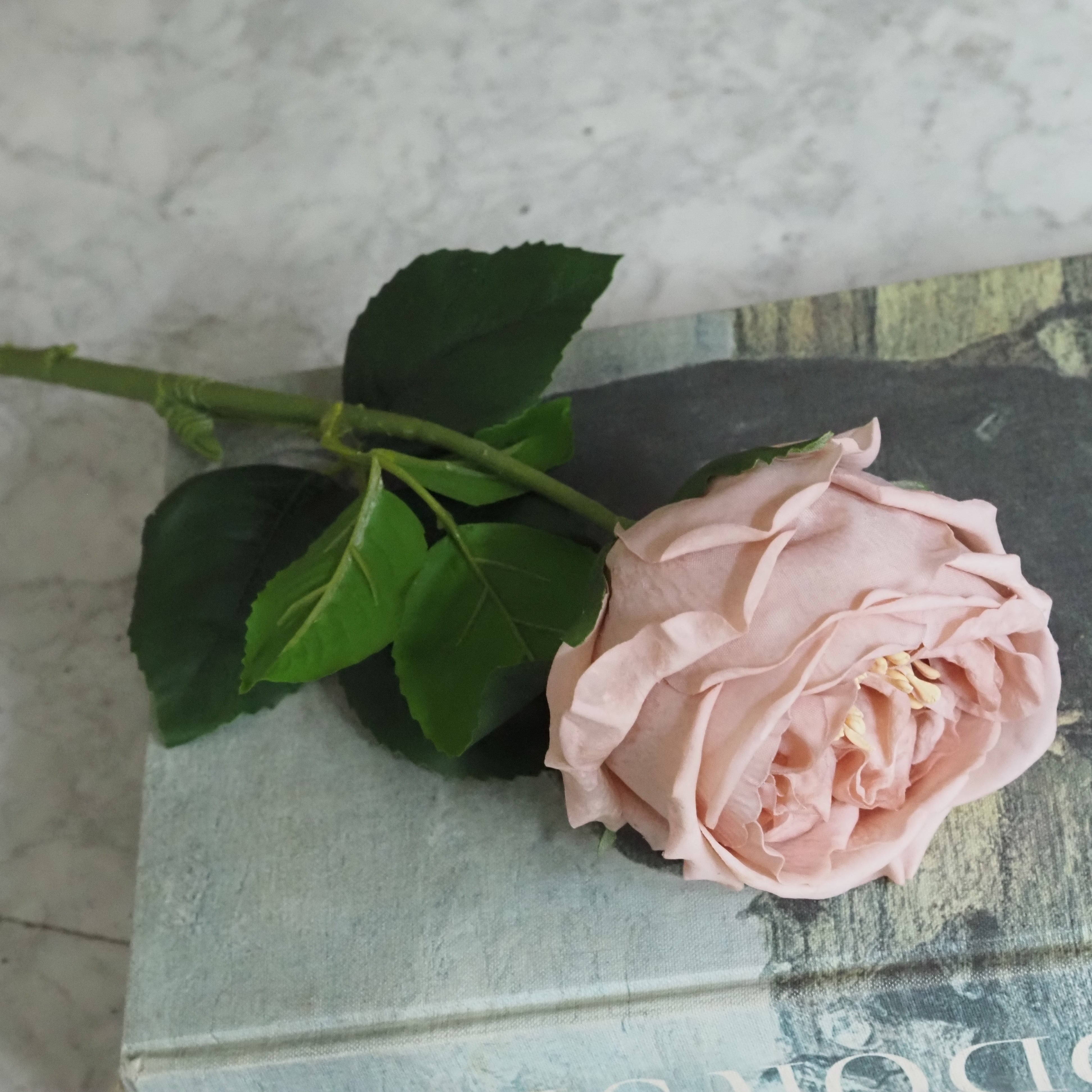 Seidenrose Altrosa · Einzelstiel Englische Gartenrose 43 cm