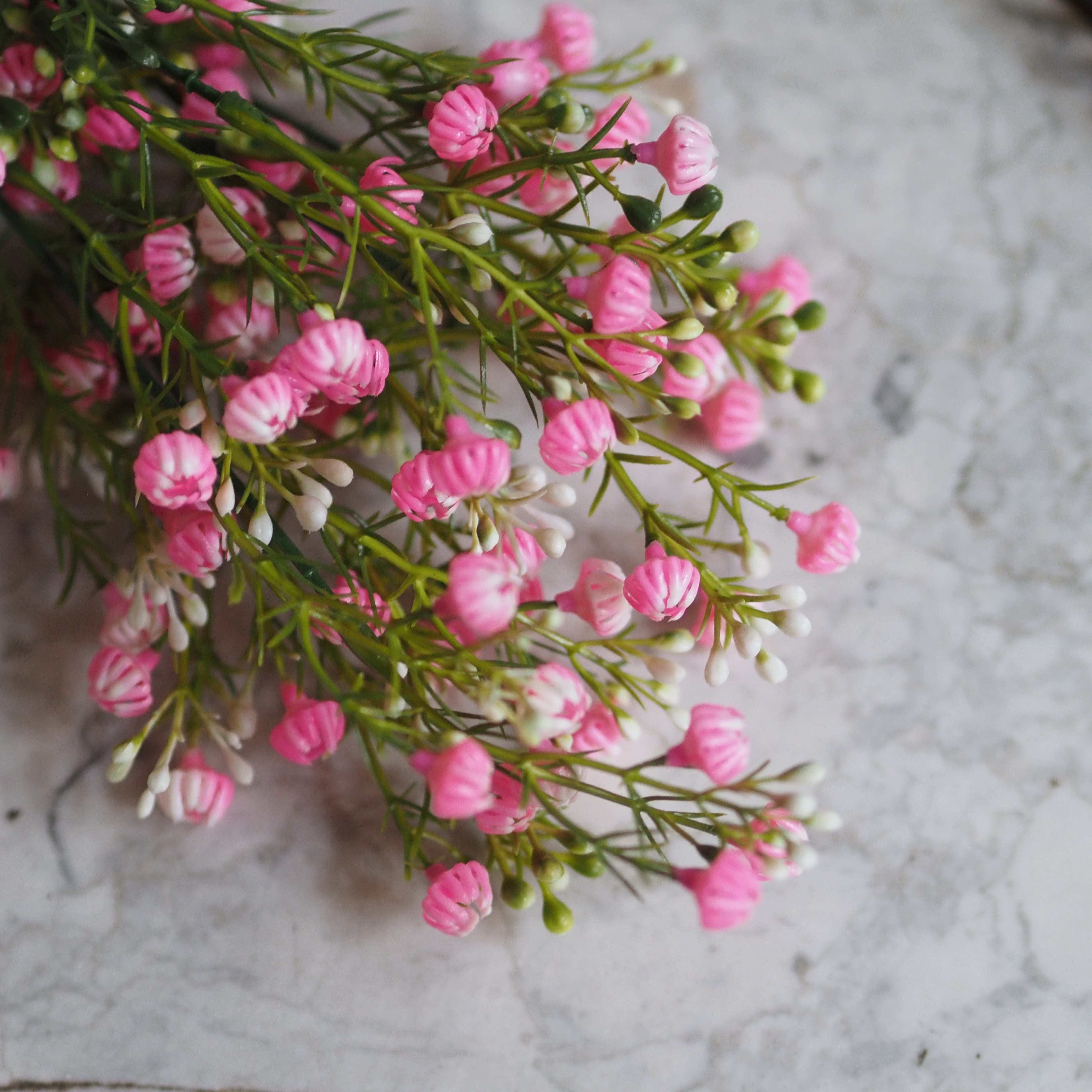 Zierliche Schleierblume · Dekorativer Blütenzweig in Rosa
