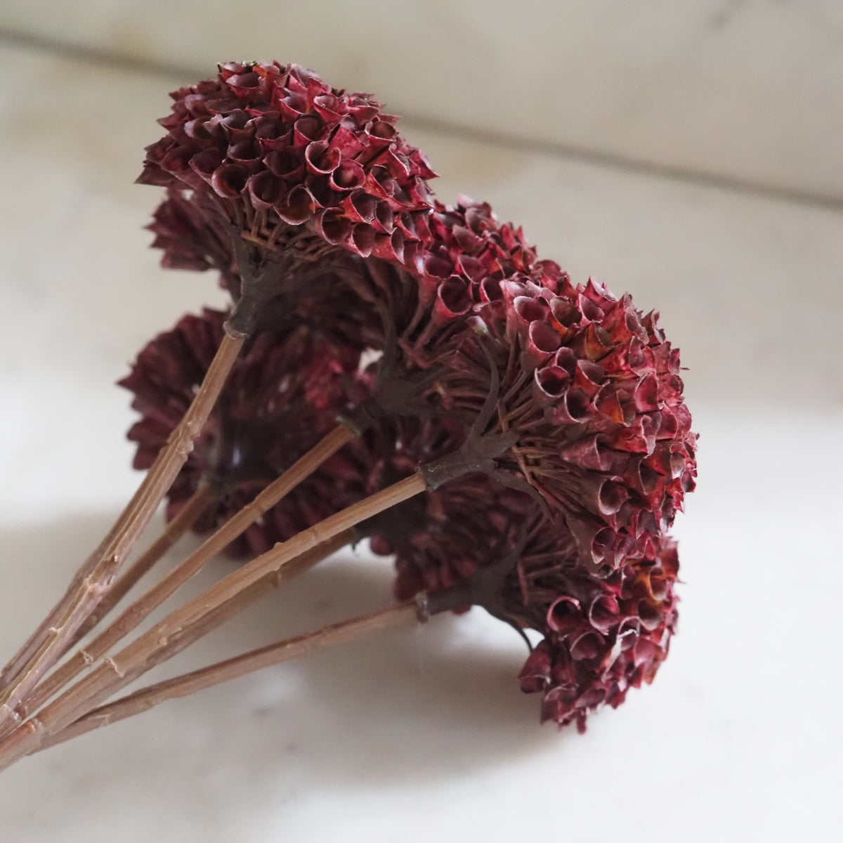 Dahlien-Bündel Burgund · Pompon-Dekoblumen, 7 Stiele