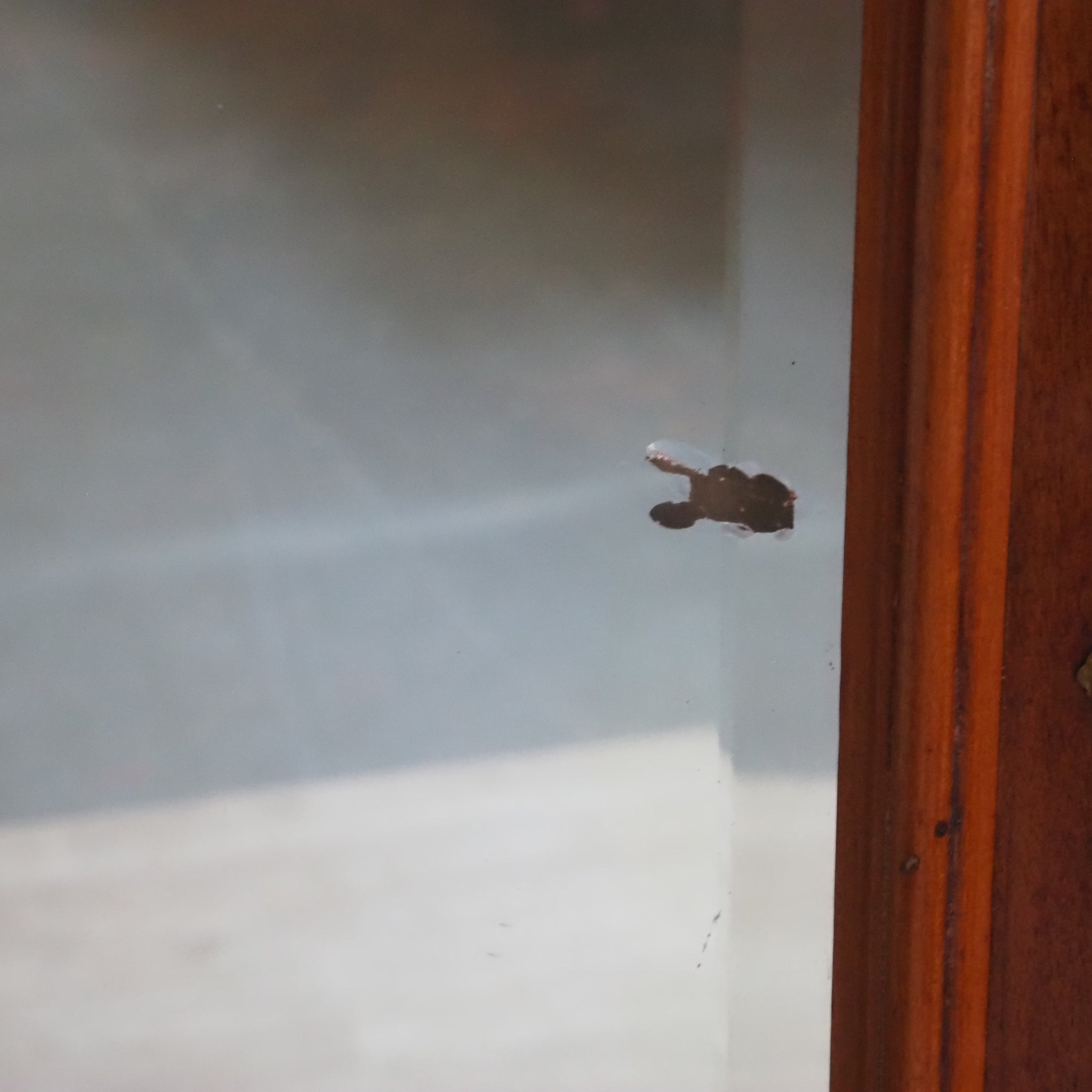 Antiker Mahagoni Kleiderschrank mit Spiegel um 1890 - 2-türiger Gründerzeit Schrank