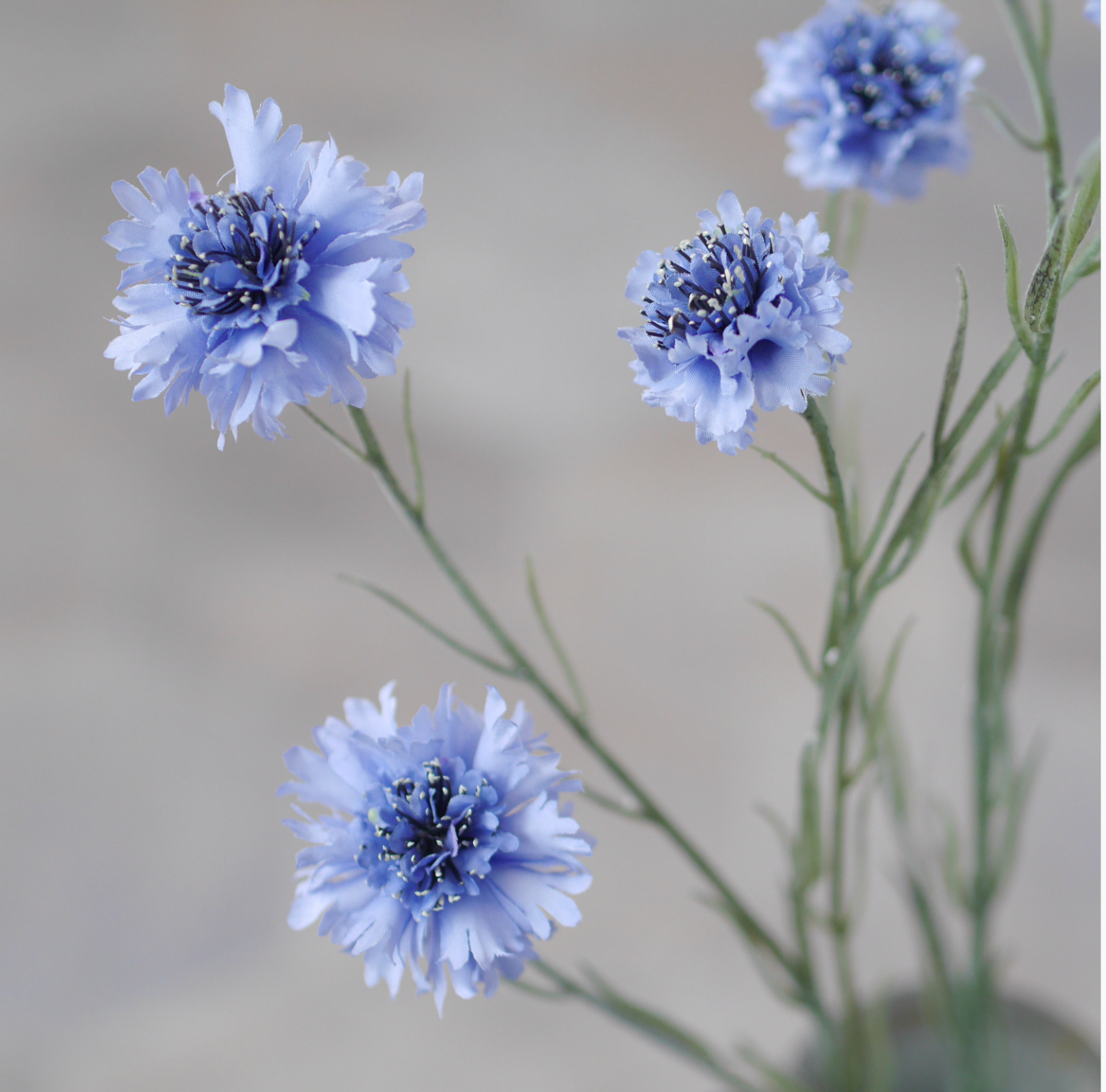 Kornblumen-Zweig · florale Gestaltung / Blütenzweig
