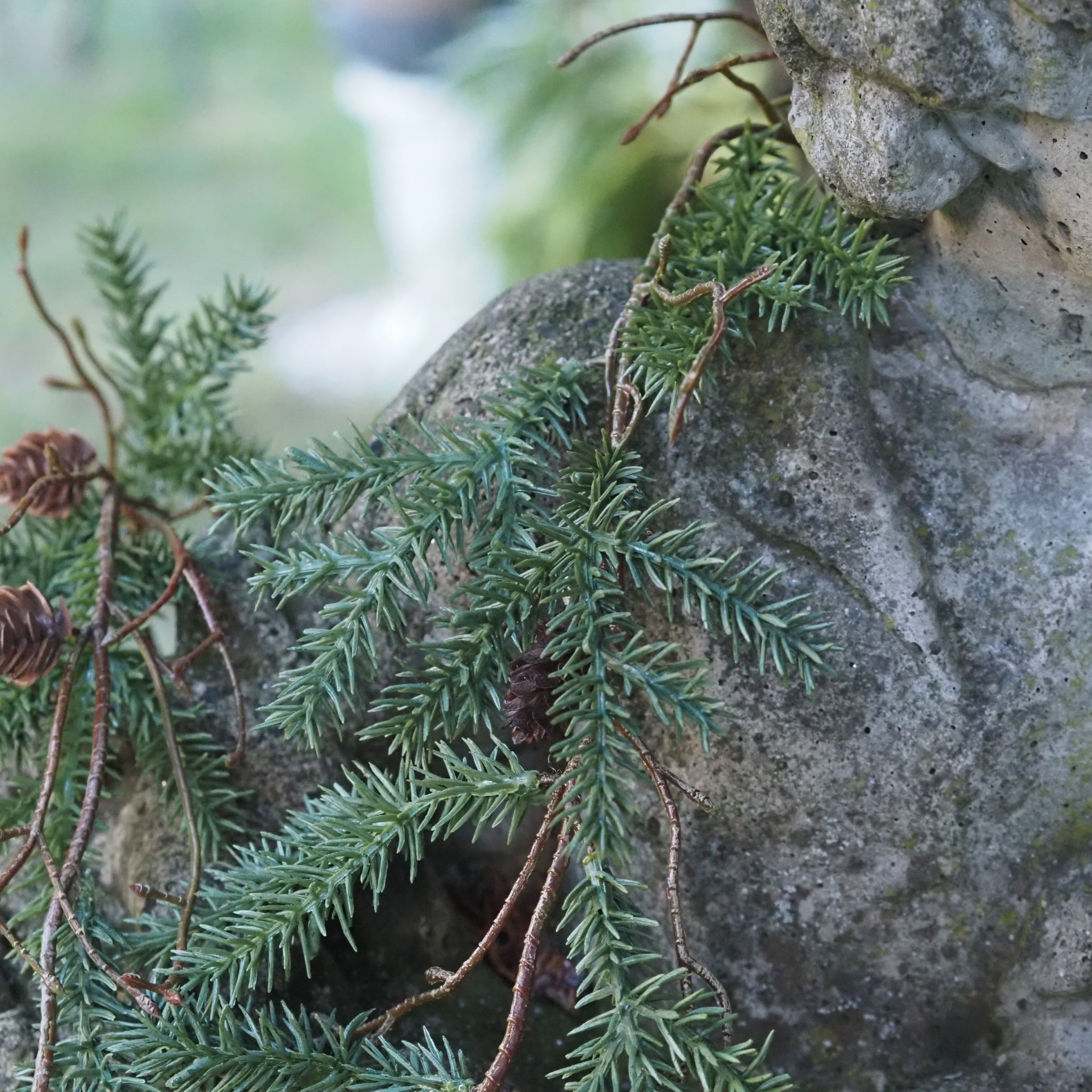SAISON-DECOR-Kieferngirlande
