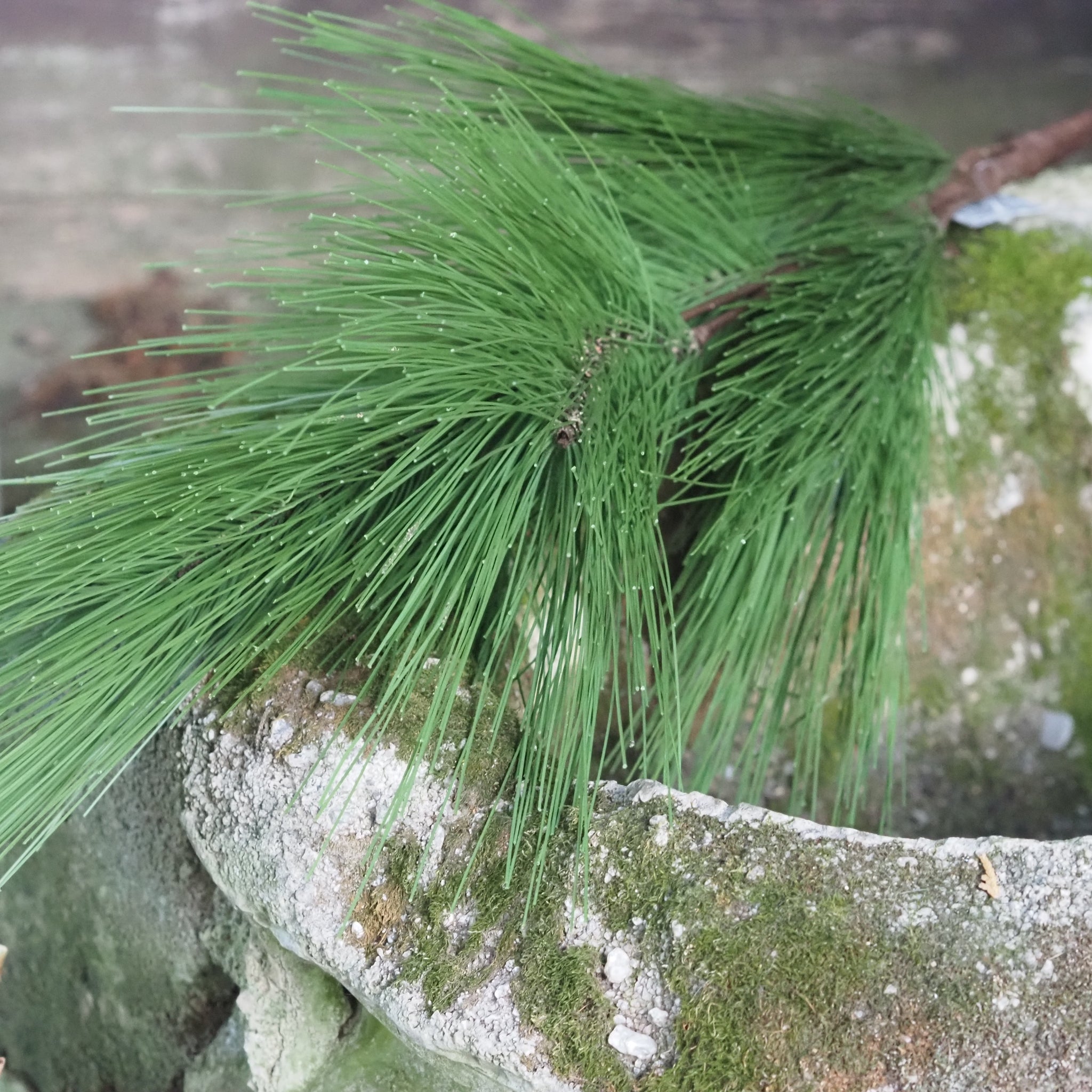 SAISON-DECOR-Kiefernzweig