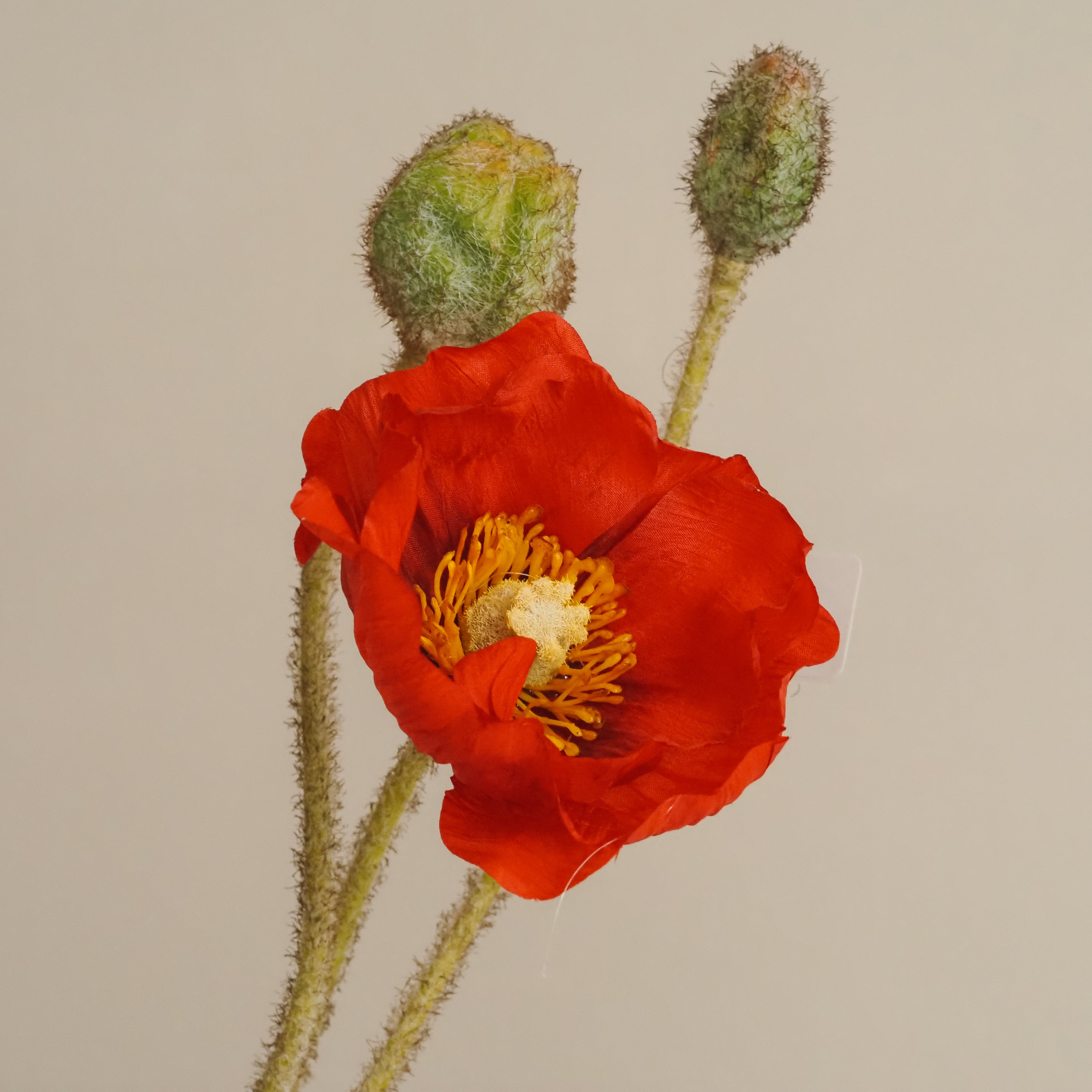 Mohnzweig Rot · Papaver mit realistischen Knospen 83 cm
