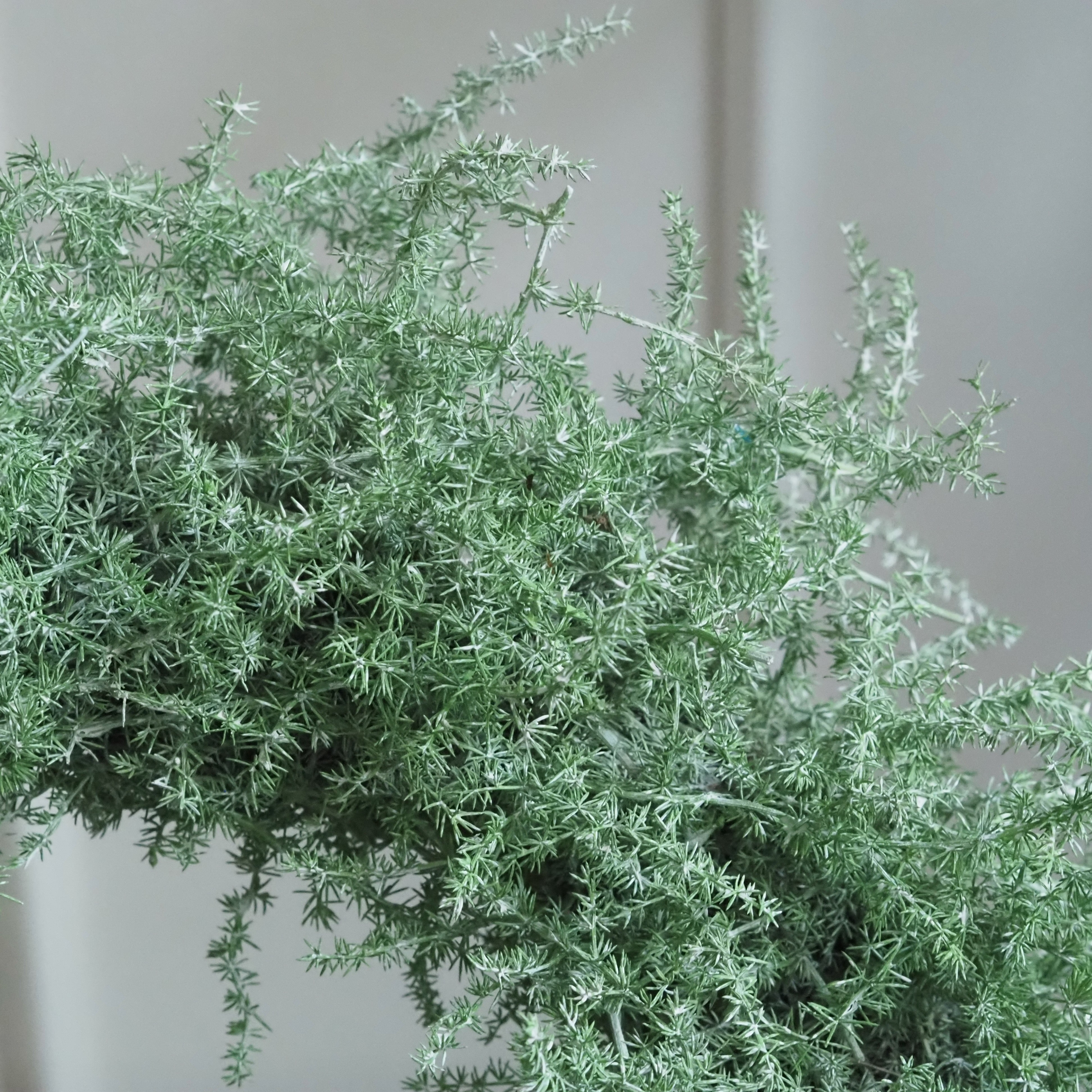 Deko-Kranz · Asparagus in Grün