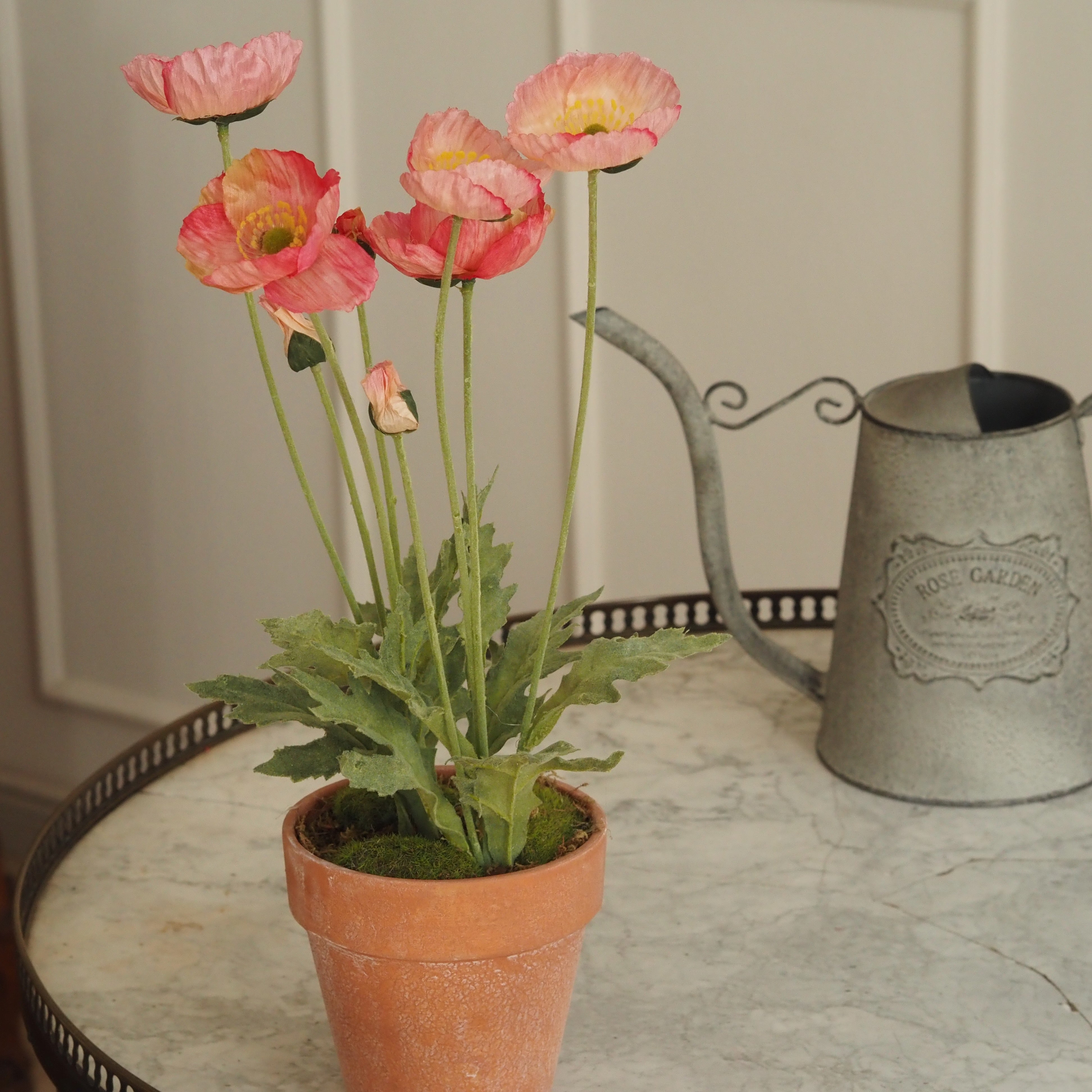 Mohn · Rosa-Korall Mohnblüten im Terrakotta-Topf