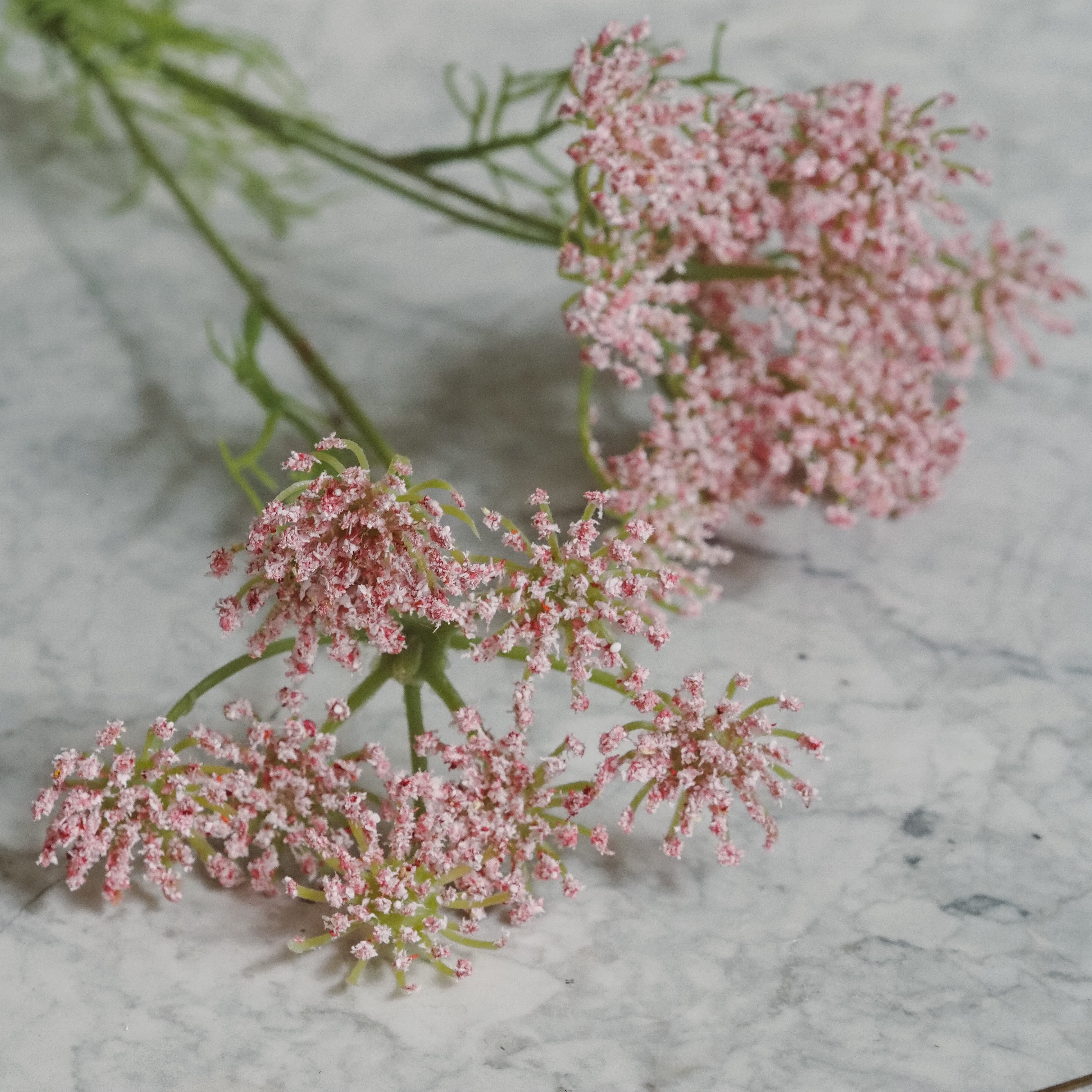 Wilde Möhre Rosa · Filigrane Blütendolde nach botanischem Vorbild